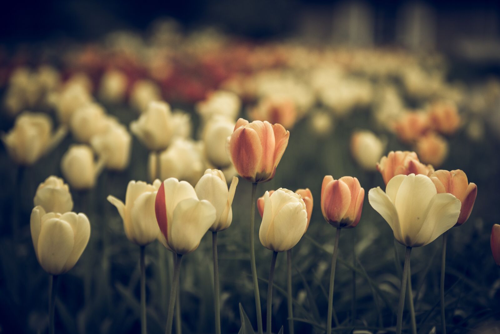 Nikon D750 sample photo. Vintage look, tulips, faded photography