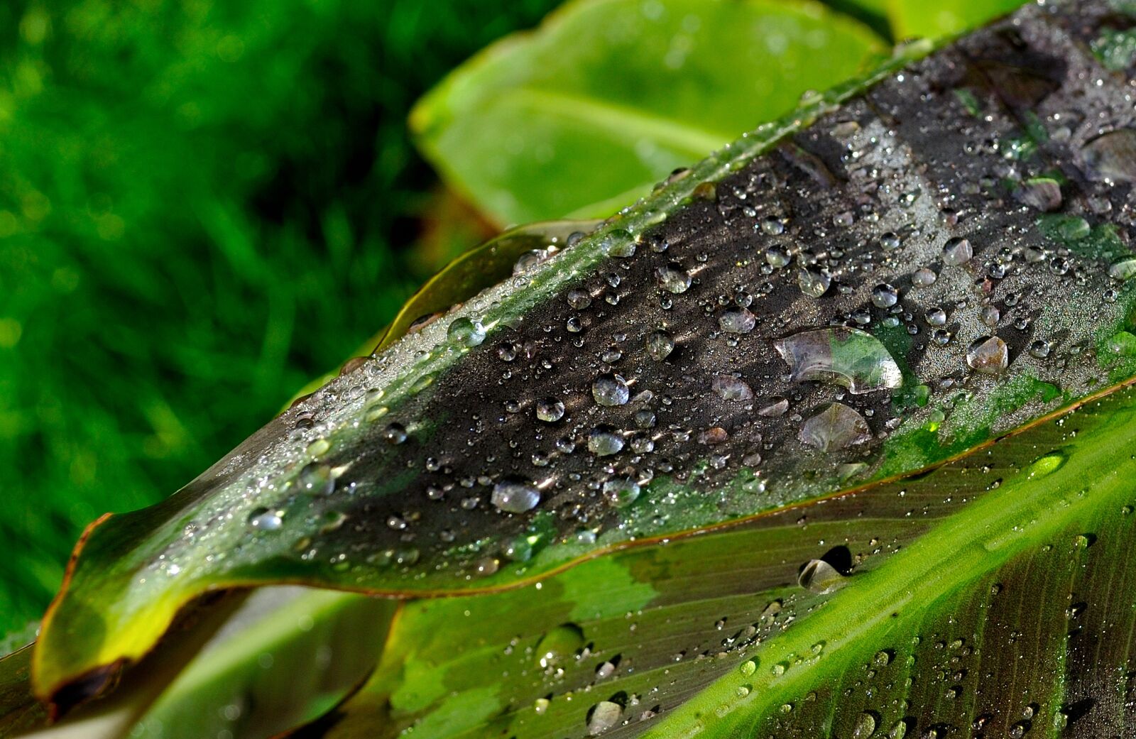 Nikon D5000 sample photo. Leaf, drop of water photography