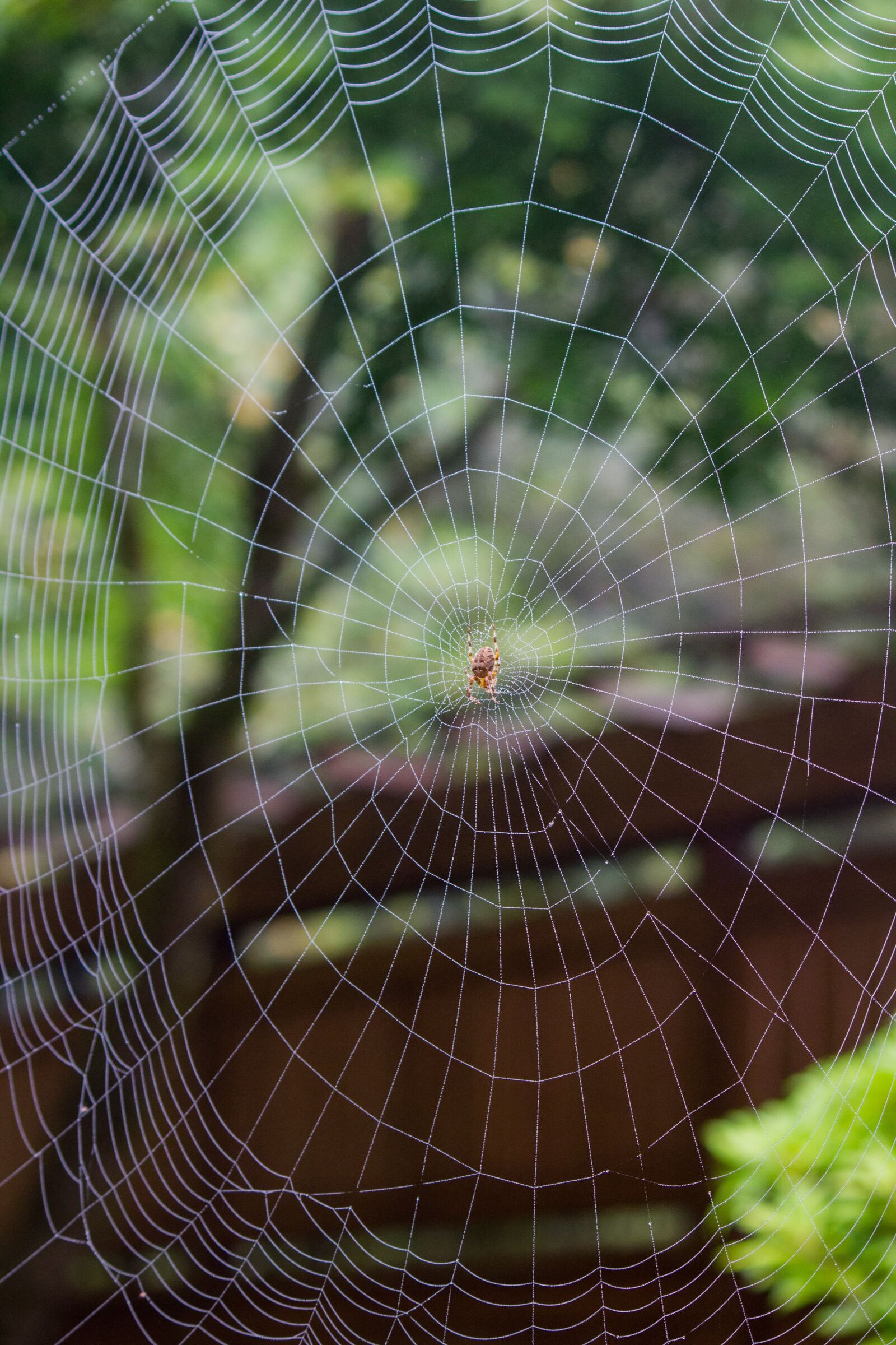 Canon EF-S 55-250mm F4-5.6 IS sample photo. Spiderweb, spider, garden photography