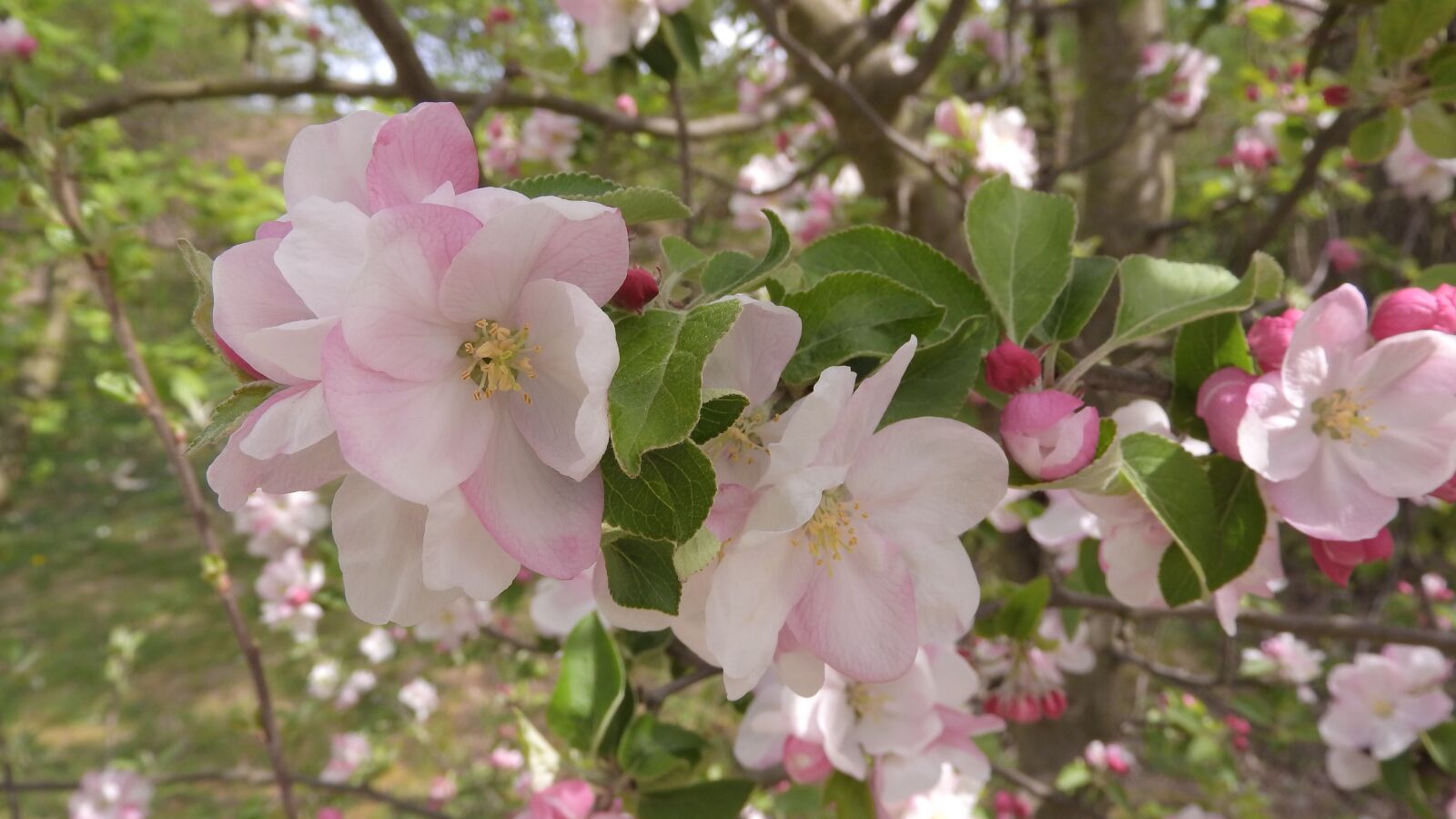 Nikon Coolpix P610 sample photo. Apple tree, flowers, twig photography