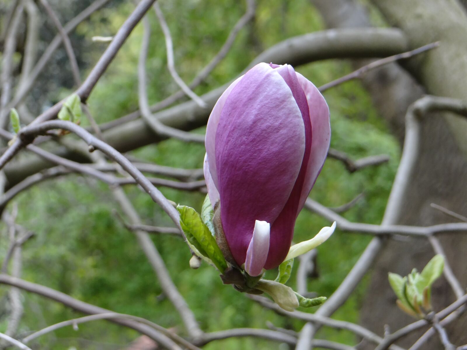 Sony DSC-HX200V sample photo. Magnolia, bud, botanical garden photography