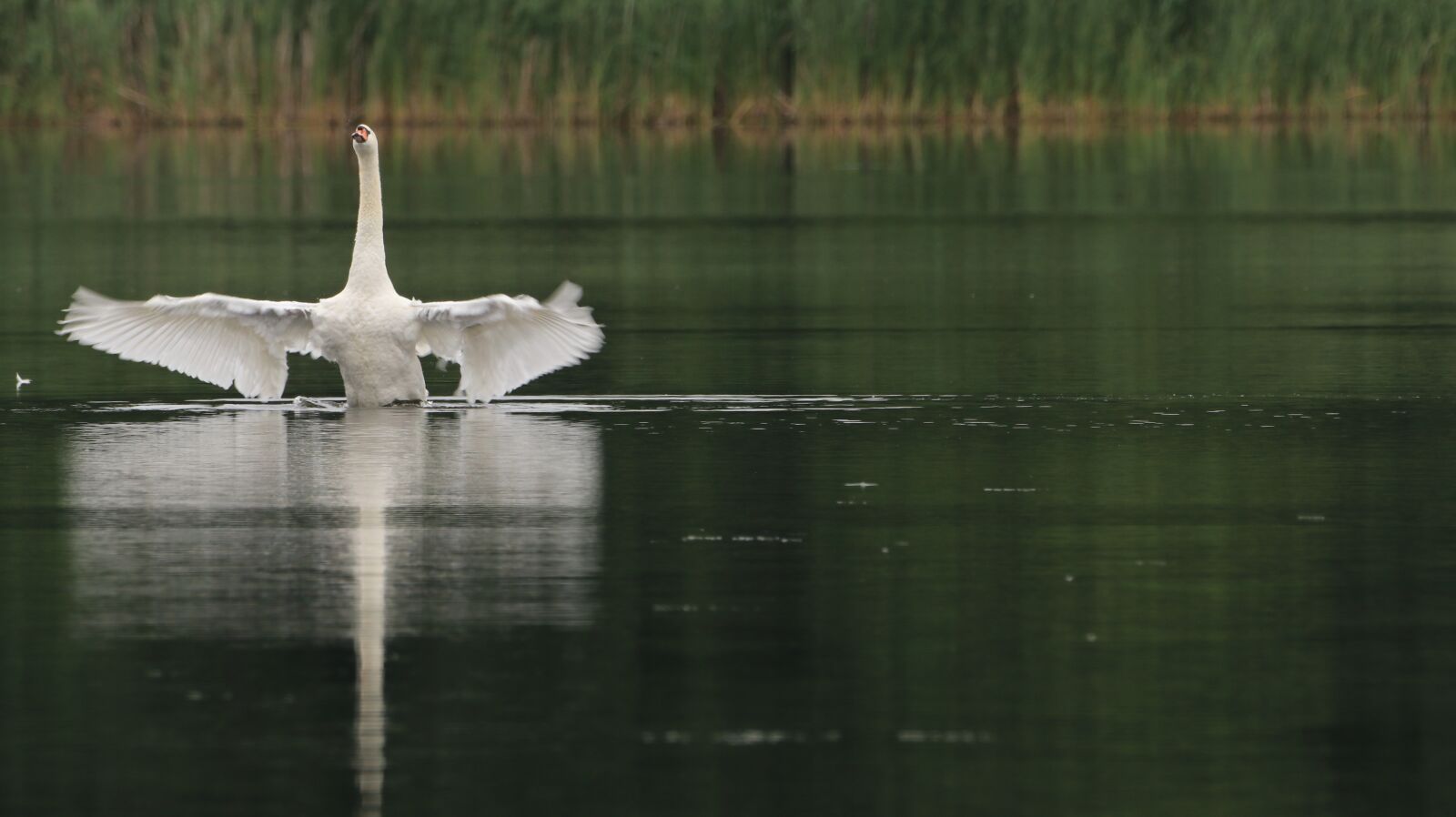 150-600mm F5-6.3 DG OS HSM | Contemporary 015 sample photo. Swan, lake, wing photography