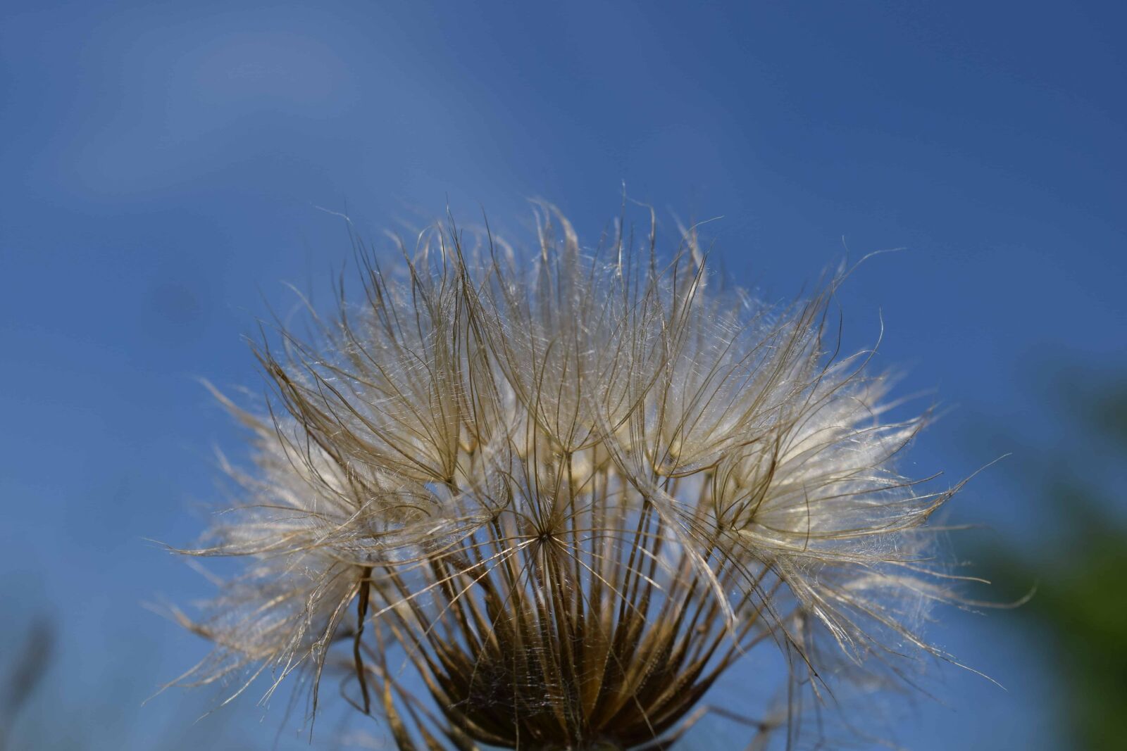Nikon D3300 sample photo. Dandelion, flower, blue sky photography