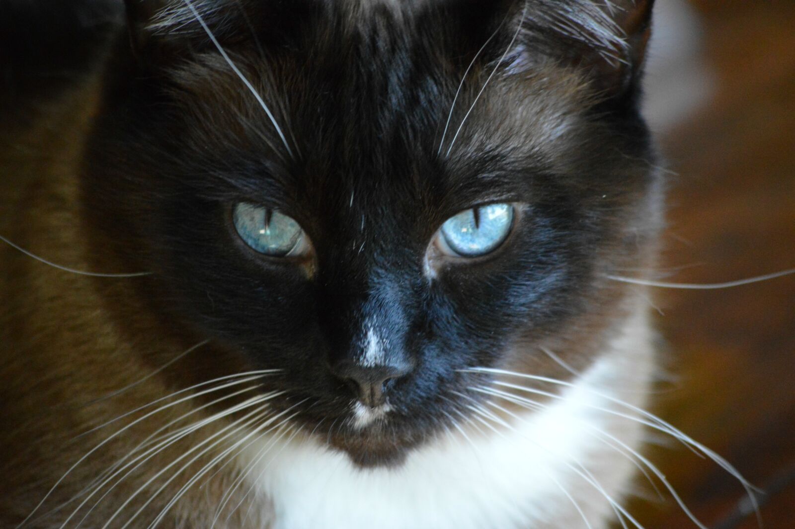 Nikon D3200 sample photo. Cat, cat's face, blue photography