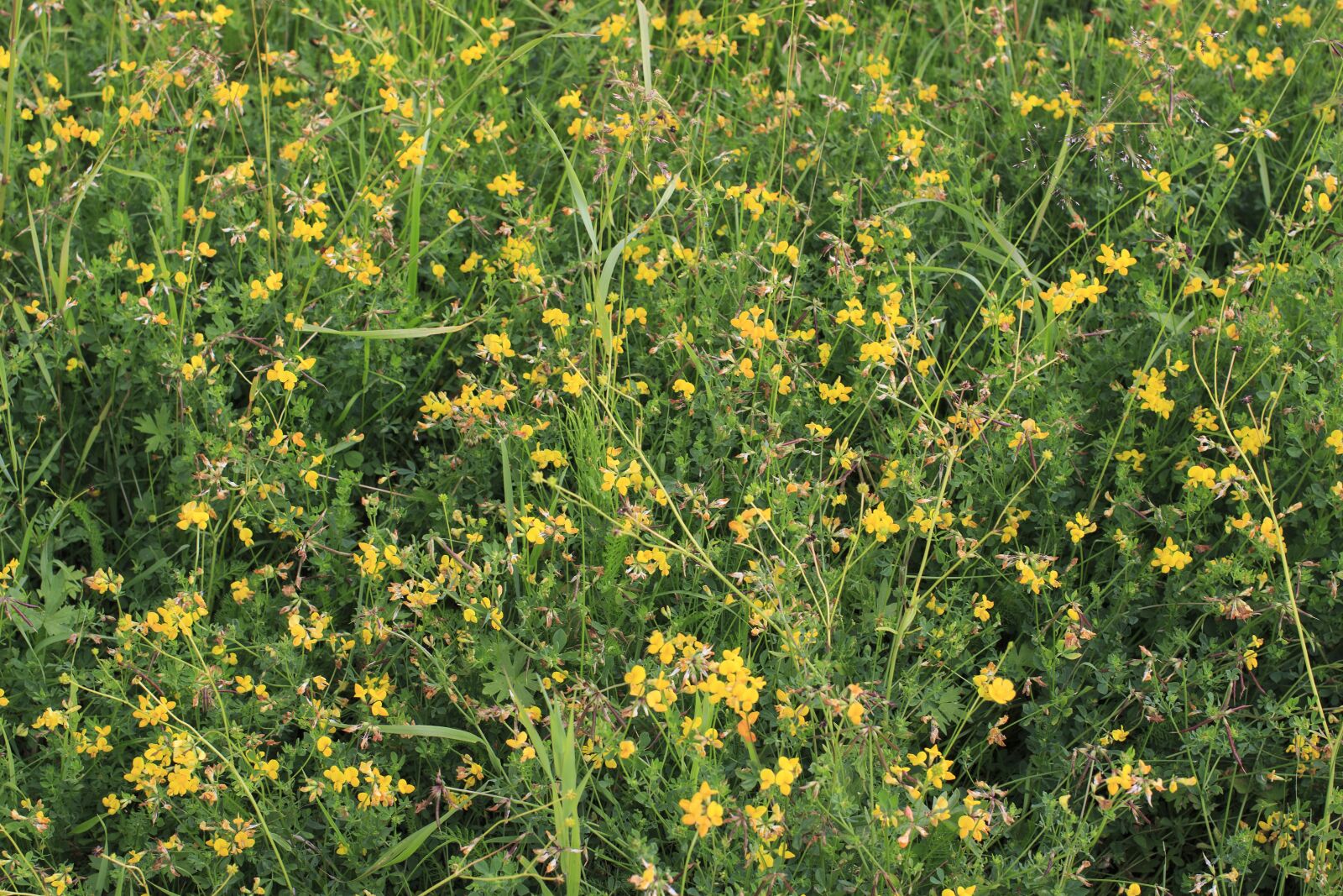 Canon EOS 100D (EOS Rebel SL1 / EOS Kiss X7) + Canon EF 40mm F2.8 STM sample photo. Grass, flowers, field photography