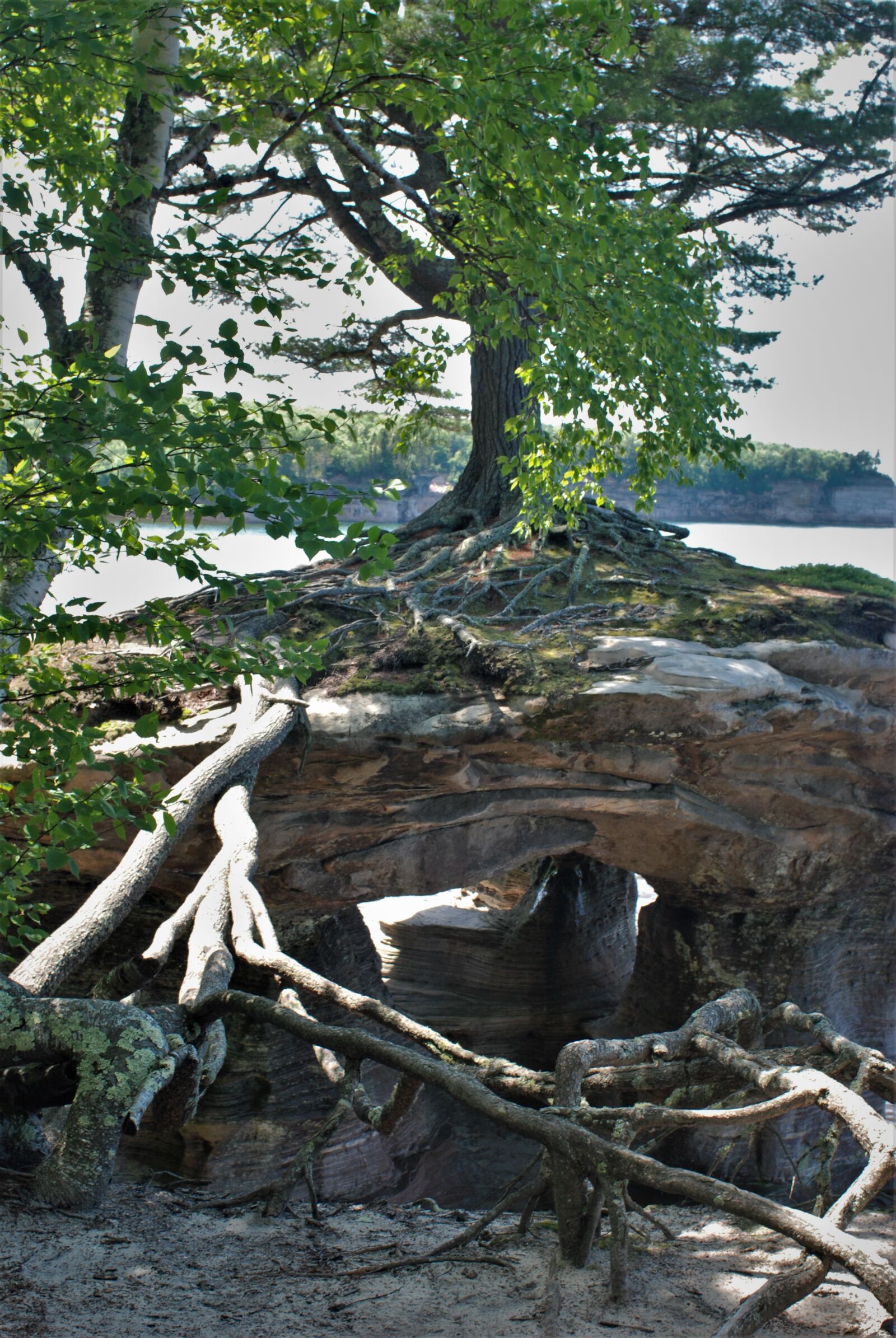 Nikon D80 sample photo. Tree, roots, streatching photography