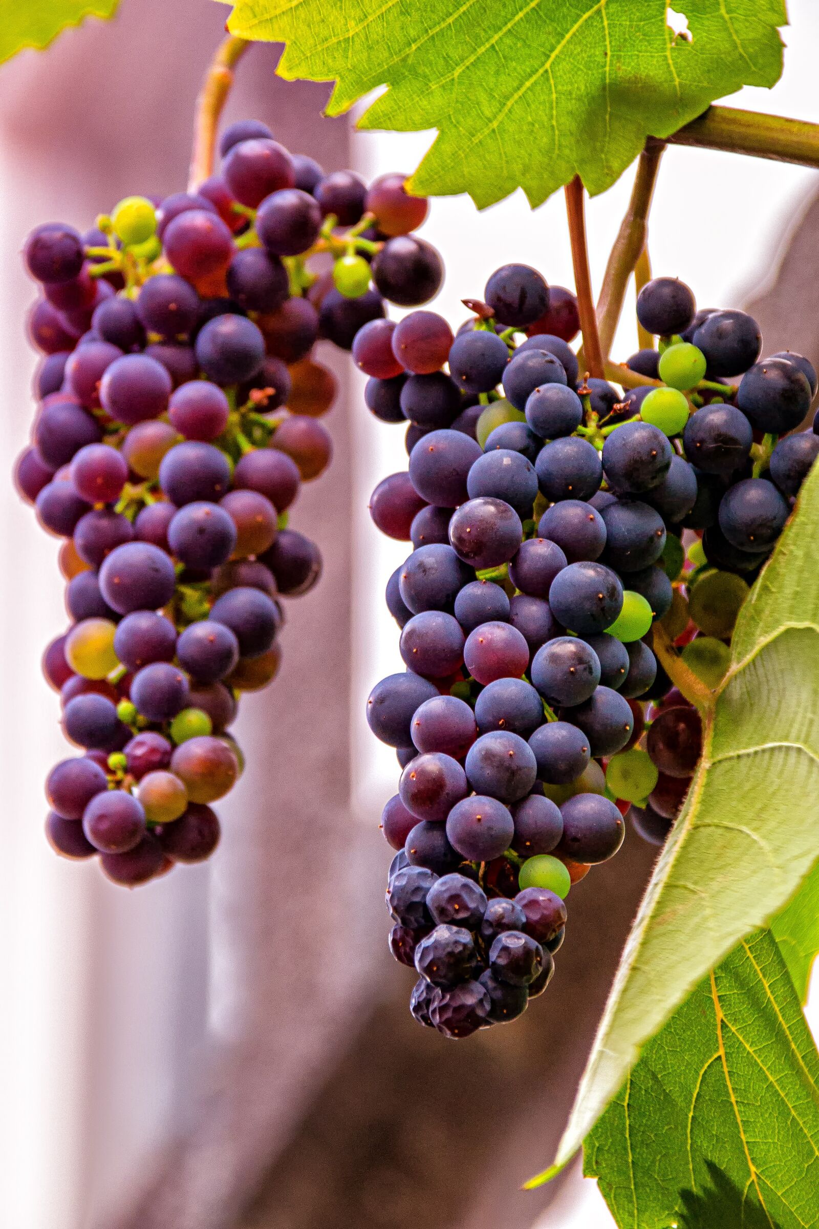 Canon EOS 60D sample photo. Grapes, red, fruit photography