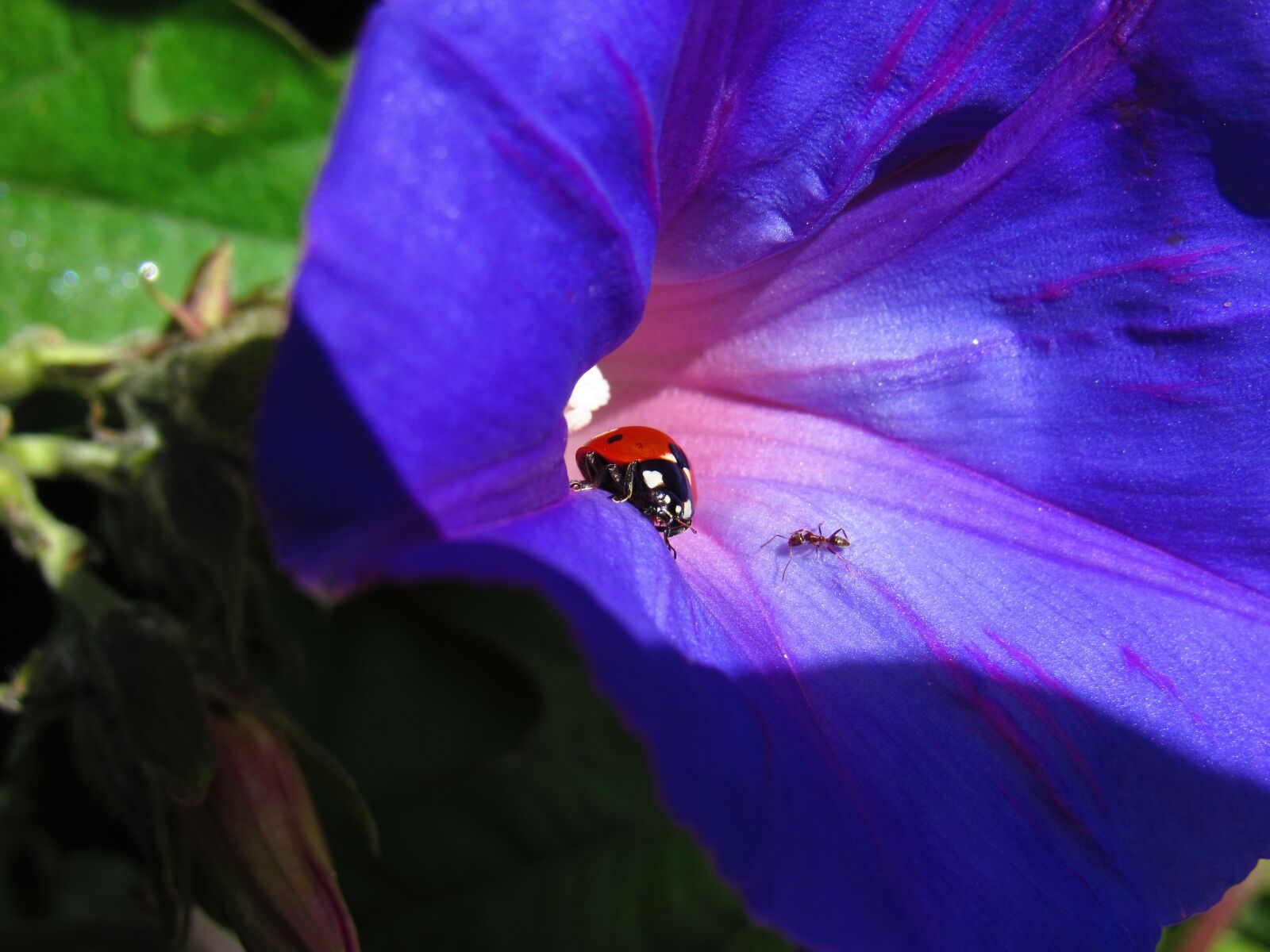 Canon PowerShot SX530 HS sample photo. Ladybug, bug, beetle photography