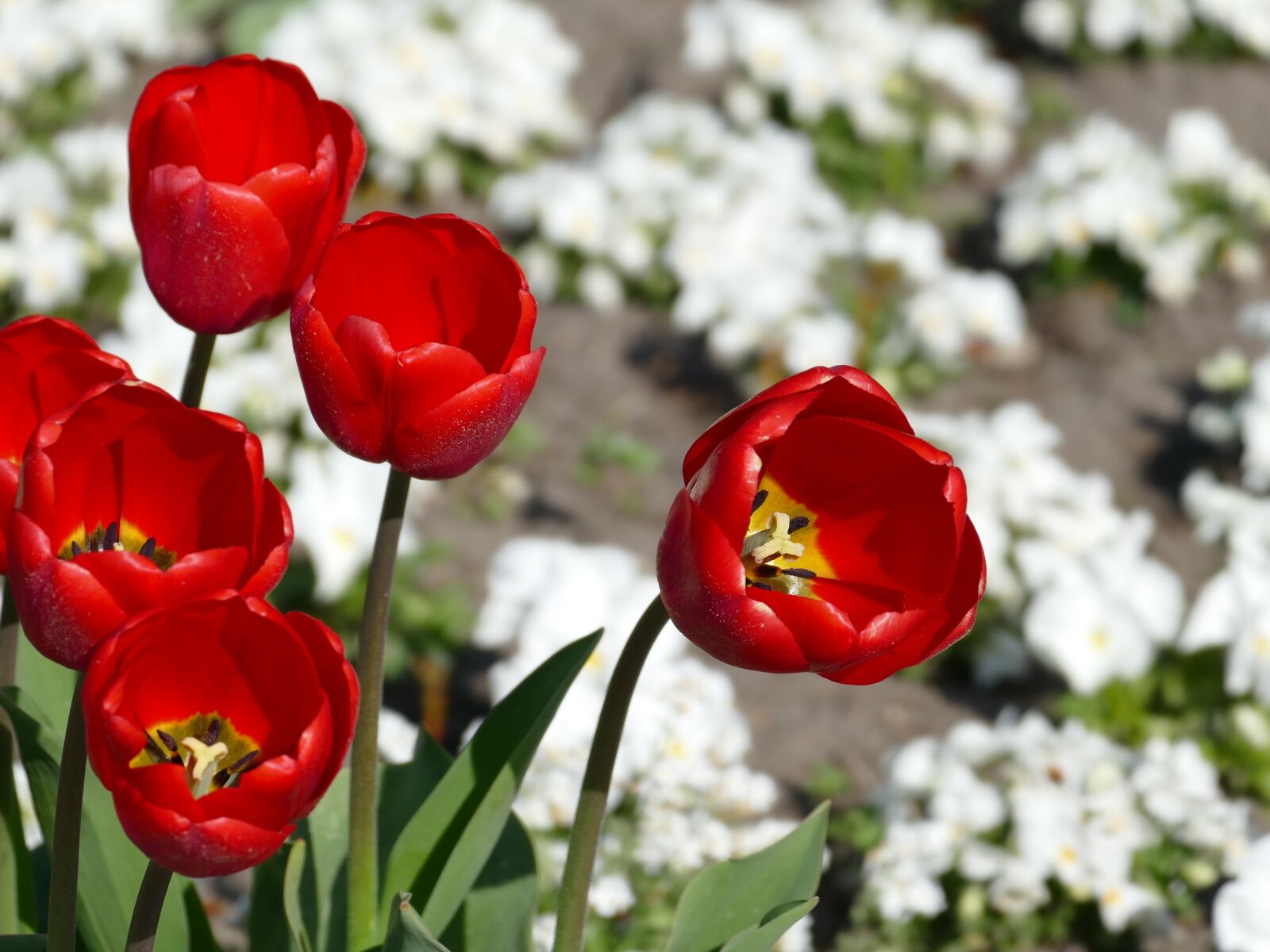 Panasonic Lumix DMC-FZ1000 sample photo. Spring, tulips, nature photography