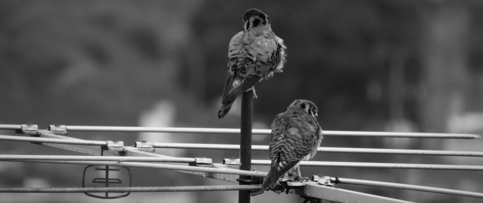 Nikon Coolpix B700 sample photo. Birds, nature, wild life photography