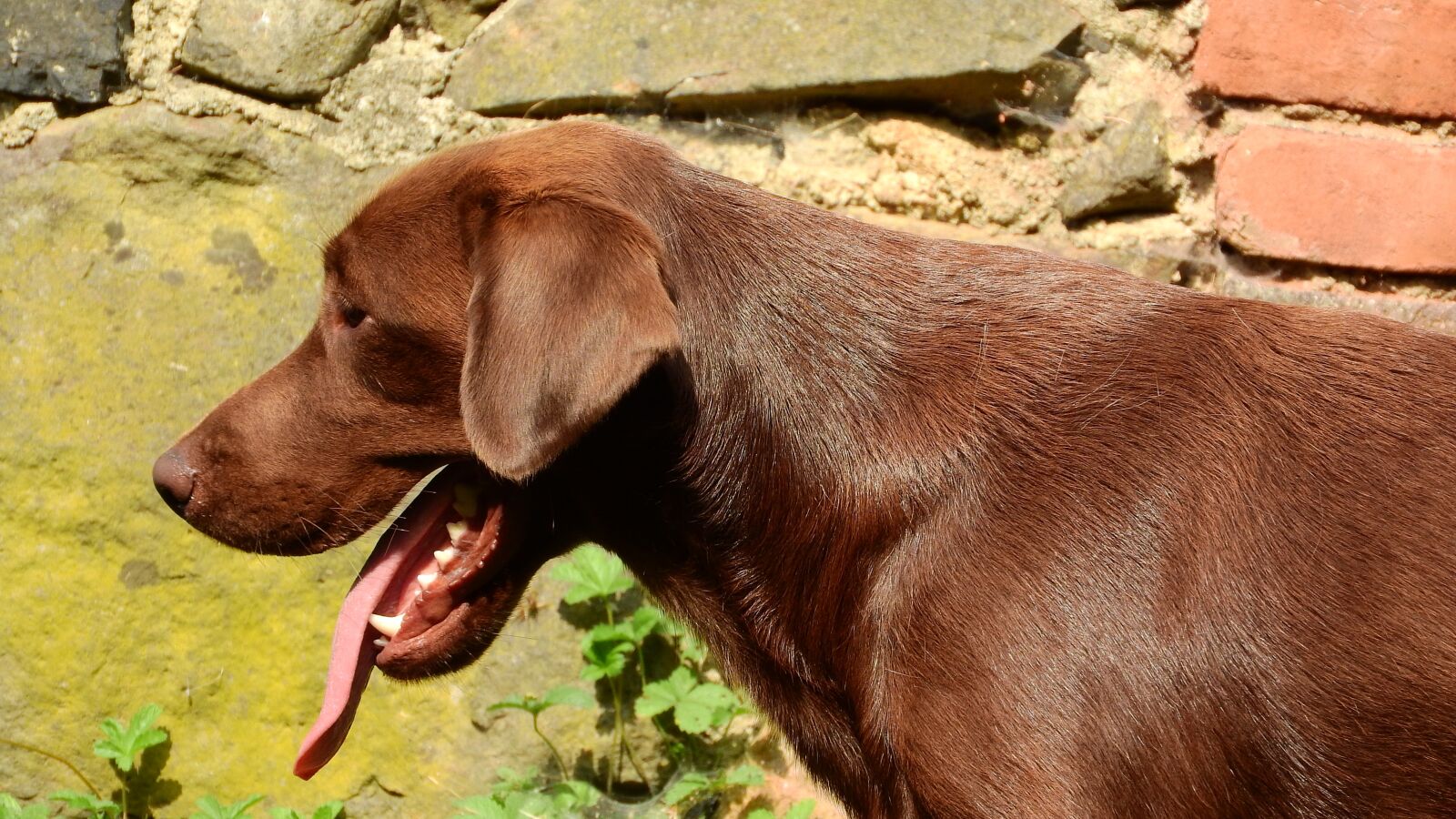 Nikon Coolpix P610 sample photo. Labrador, labrador retriever, dog photography