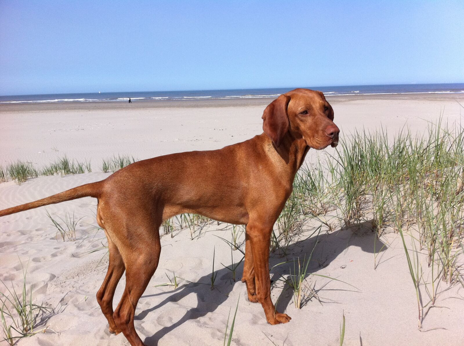 Apple iPhone 4 sample photo. Vizsla, beach, dog photography