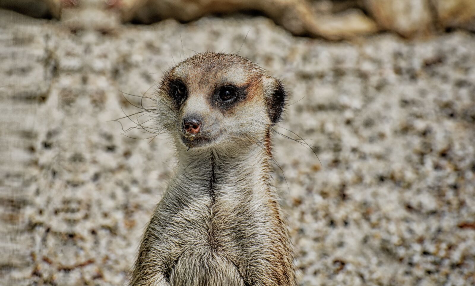 Nikon D7200 sample photo. Meerkat, animal, nature photography