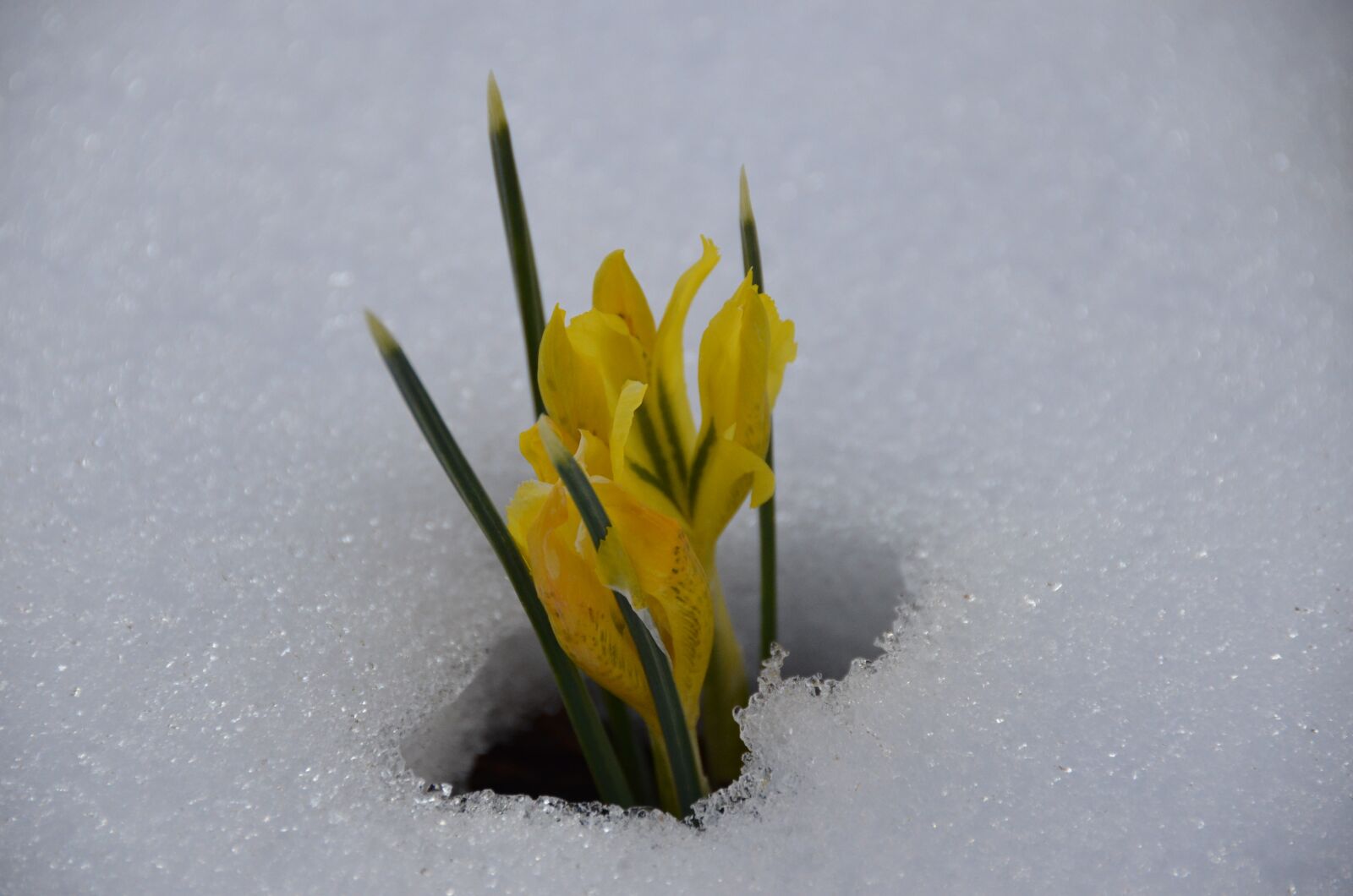 Nikon D7000 sample photo. Crocus, winter, snow photography