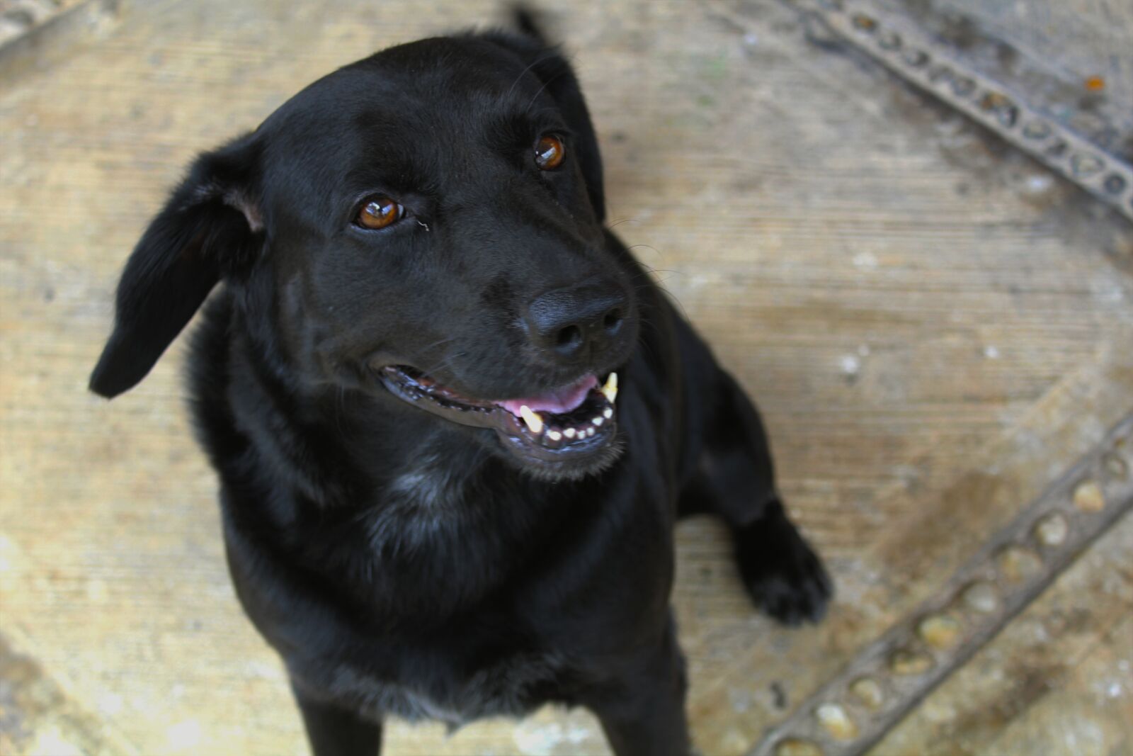 Canon EOS 1300D (EOS Rebel T6 / EOS Kiss X80) sample photo. Dog, black dog, pet photography