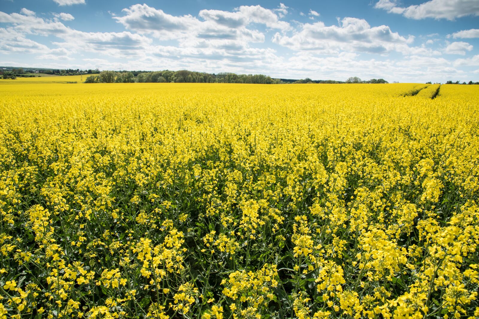 Nikon D750 sample photo. Oilseed rape, rape blossom photography