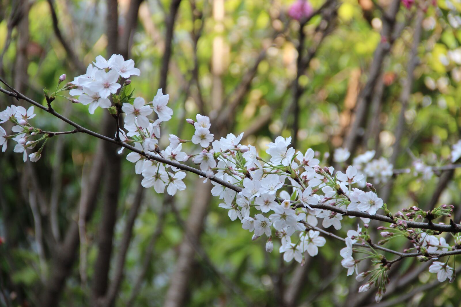 Canon EOS 600D (Rebel EOS T3i / EOS Kiss X5) sample photo. Natural, plant, cherry blossom photography