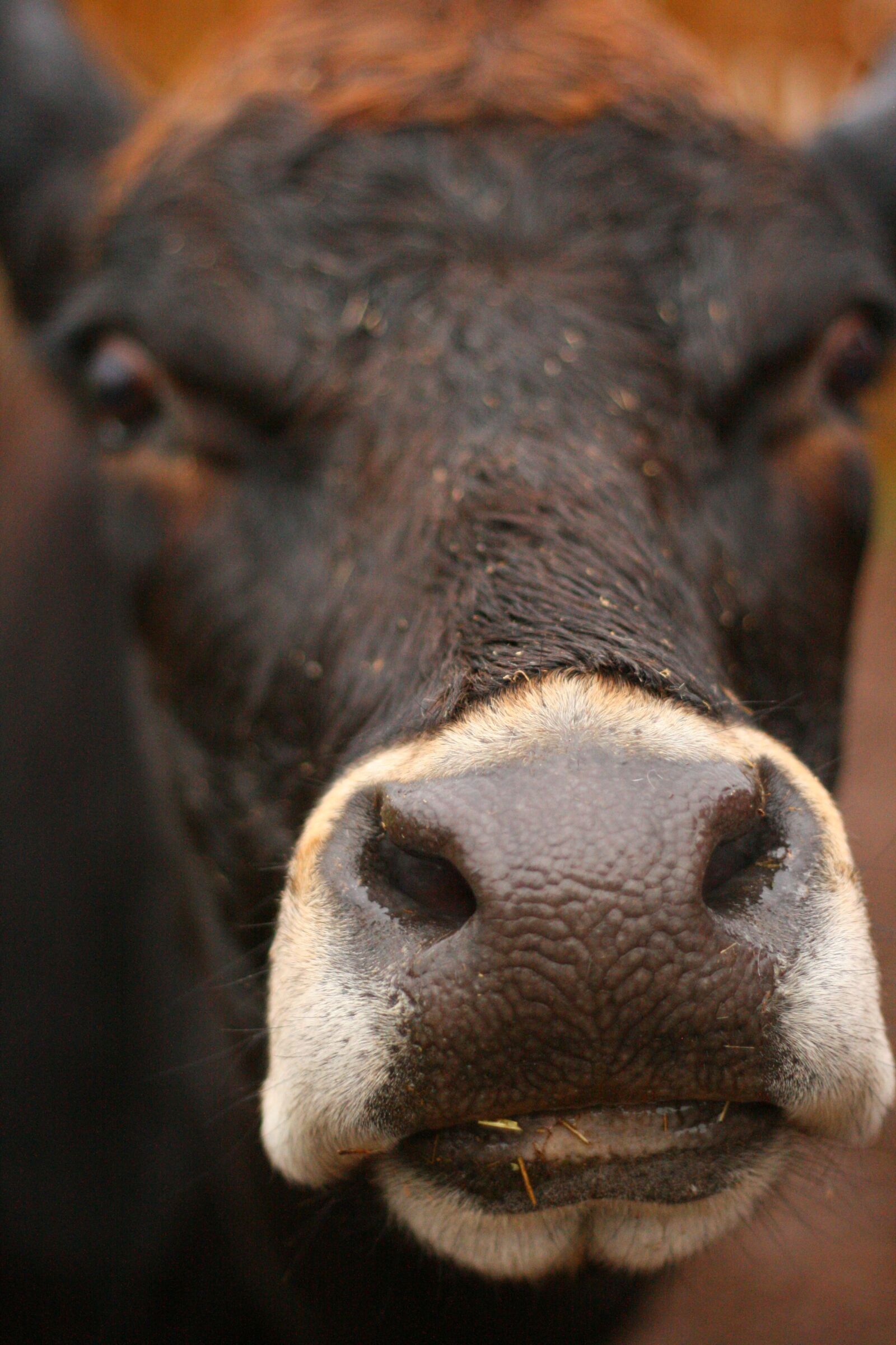 Canon EOS 400D (EOS Digital Rebel XTi / EOS Kiss Digital X) sample photo. Cow, face, farm photography