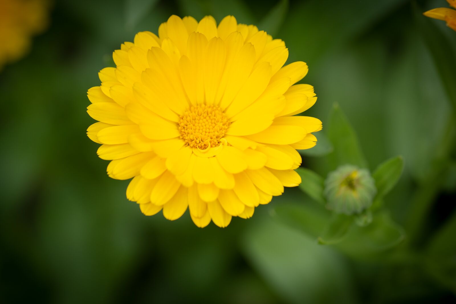 Nikon D750 sample photo. Flower, blossom, bloom photography