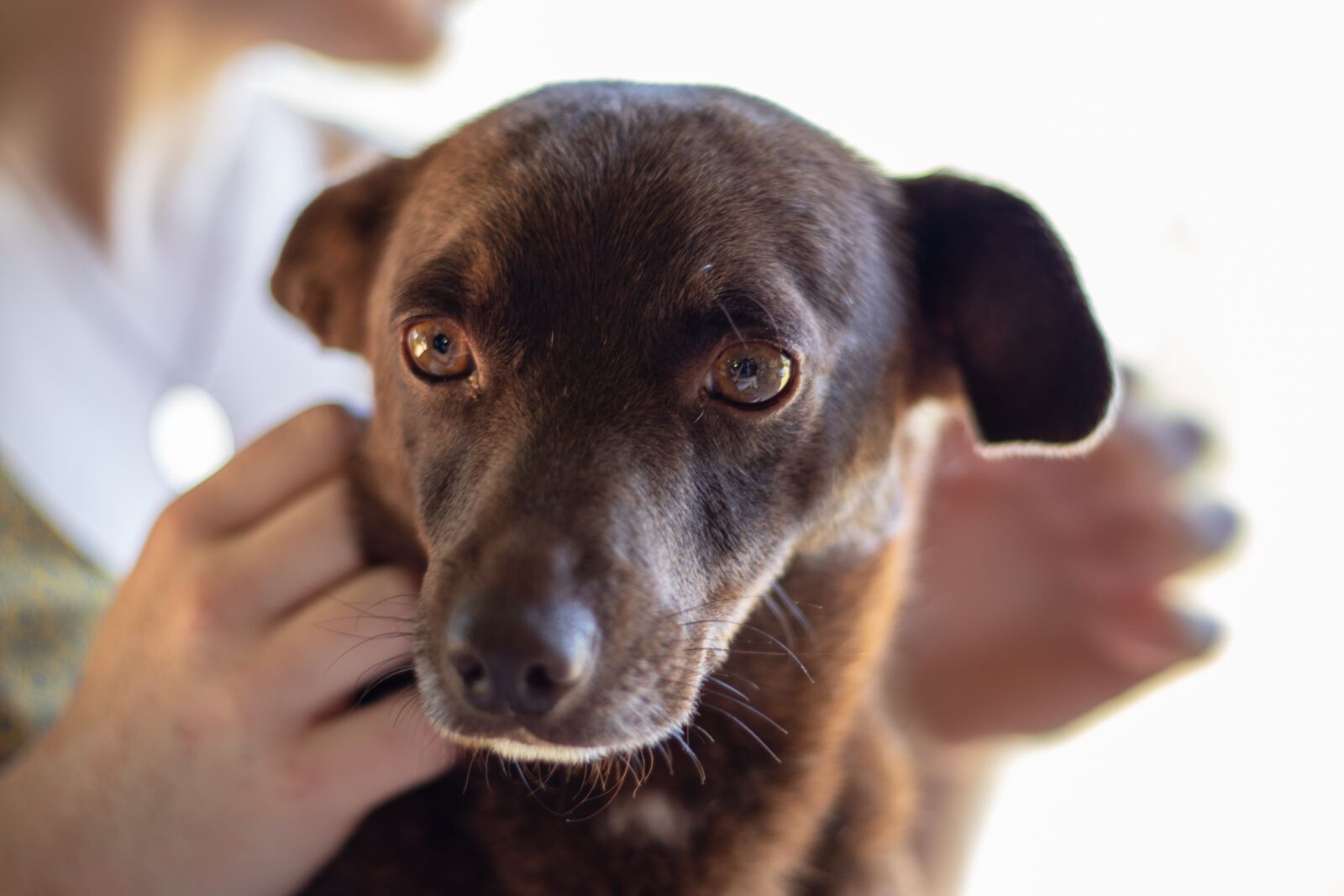 Canon EF 50mm F1.8 STM sample photo. Dog, portrait, an photography