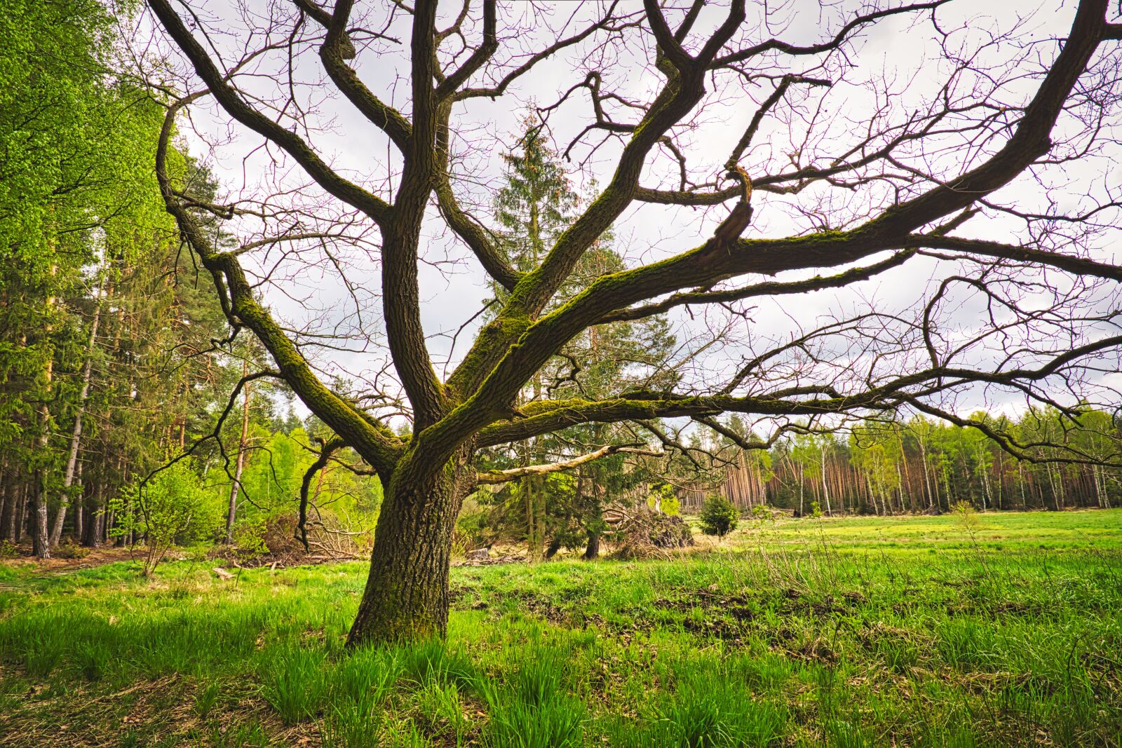 Canon EF 24-105mm F3.5-5.6 IS STM sample photo. Moor, marsh, swamp photography
