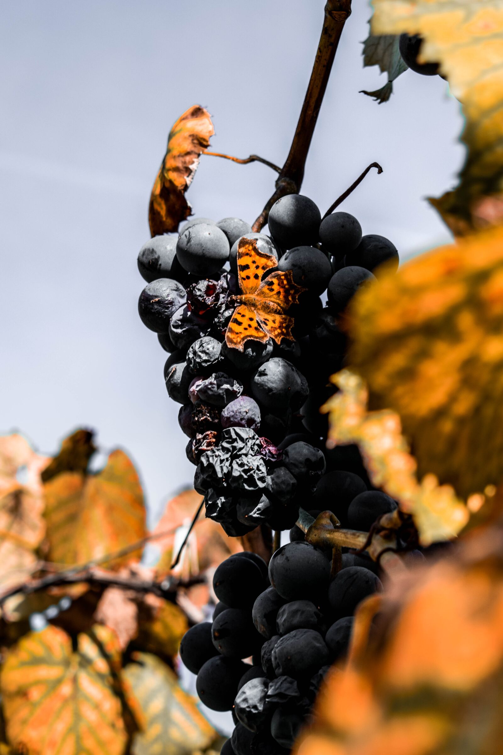 Nikon D3300 sample photo. Autumn, grapes, leaf photography