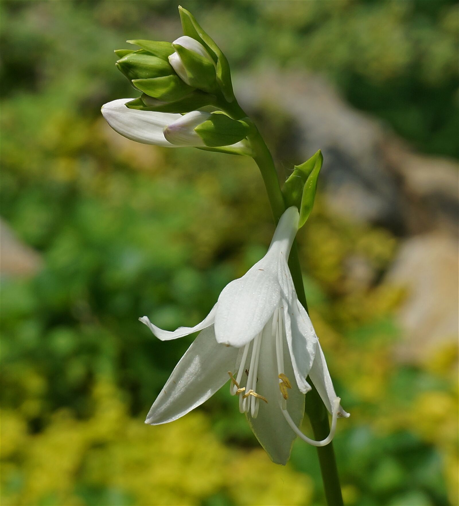 Sony Alpha NEX-5T sample photo. Plantain lily, hosta, flower photography