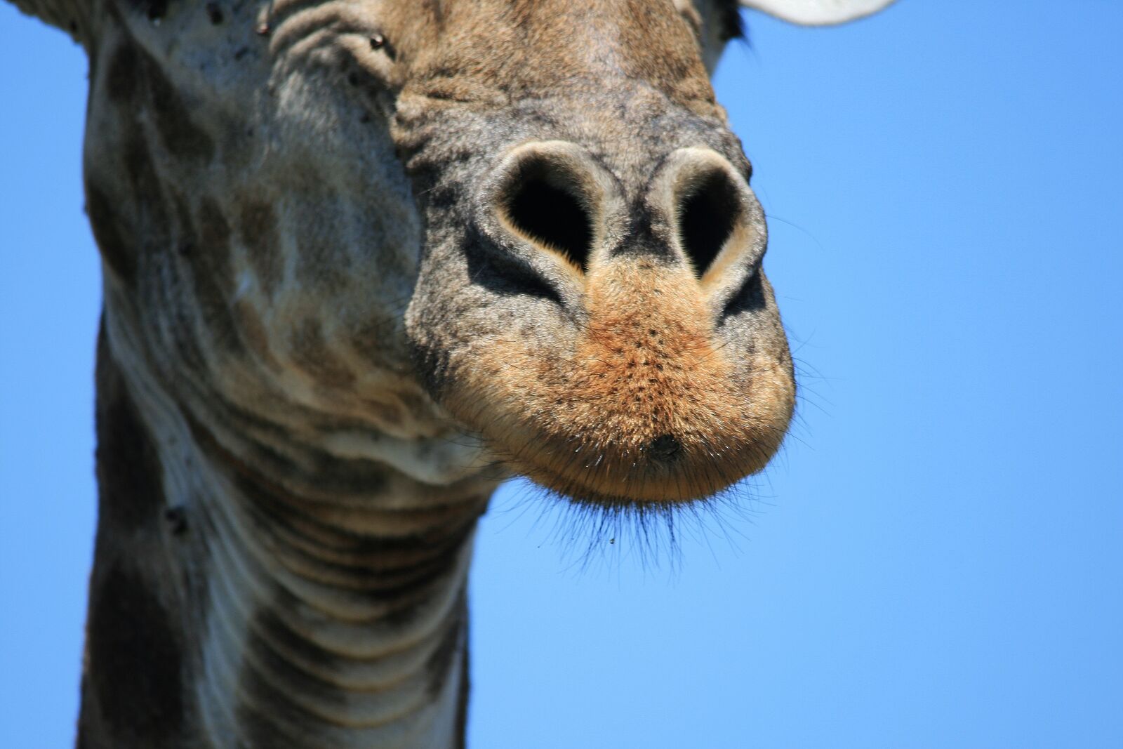 Canon EOS 400D (EOS Digital Rebel XTi / EOS Kiss Digital X) sample photo. Giraffe, animal, game photography