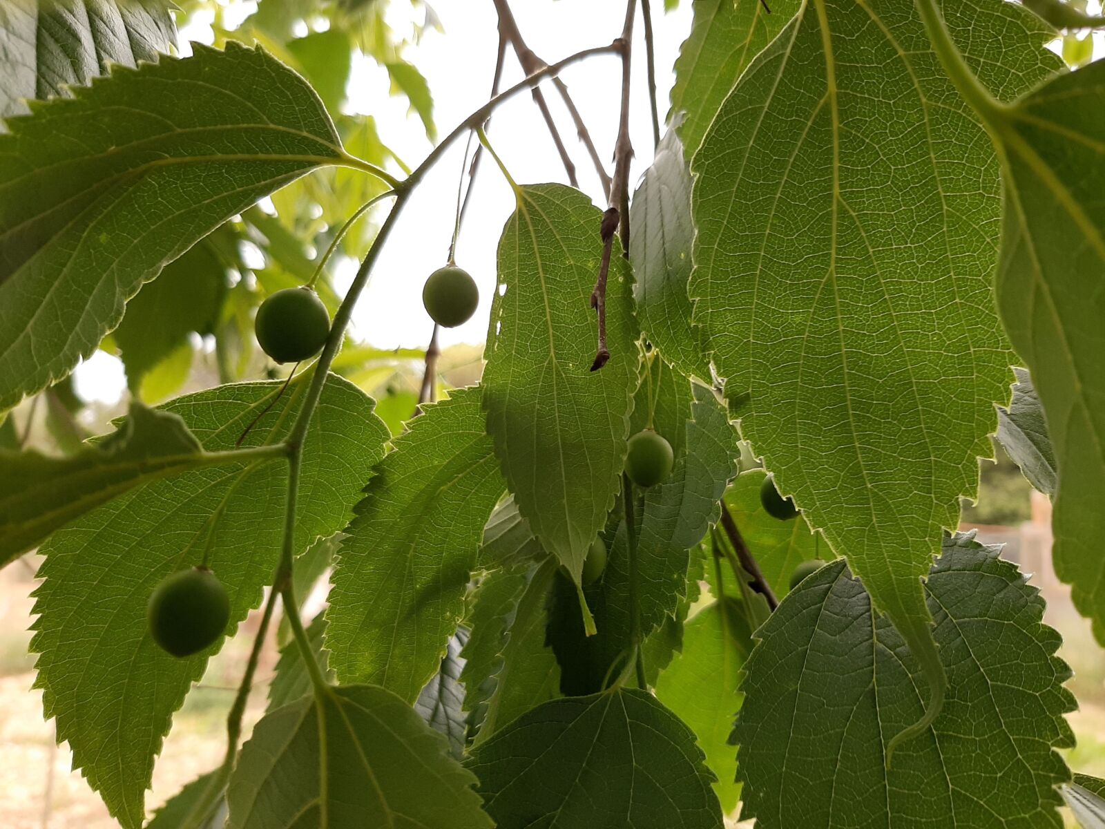 Samsung Galaxy A50 sample photo. Hackberry, tree, leaves photography