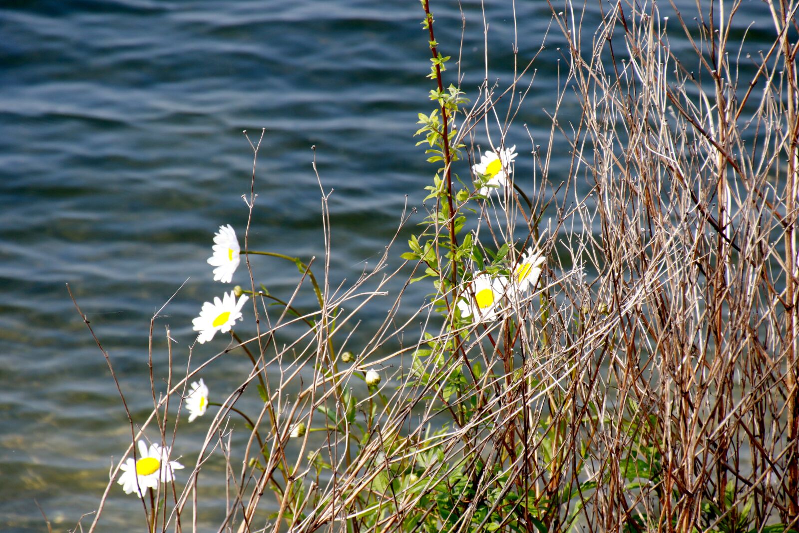 Canon EOS 7D Mark II sample photo. Daisies, water, reed photography