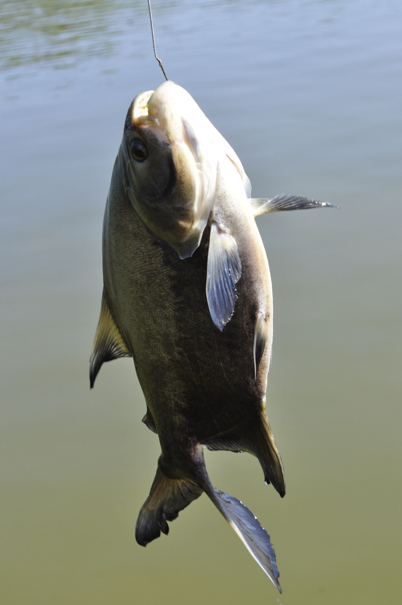 Nikon D5000 sample photo. Lake, fish-pay, fishing boat photography