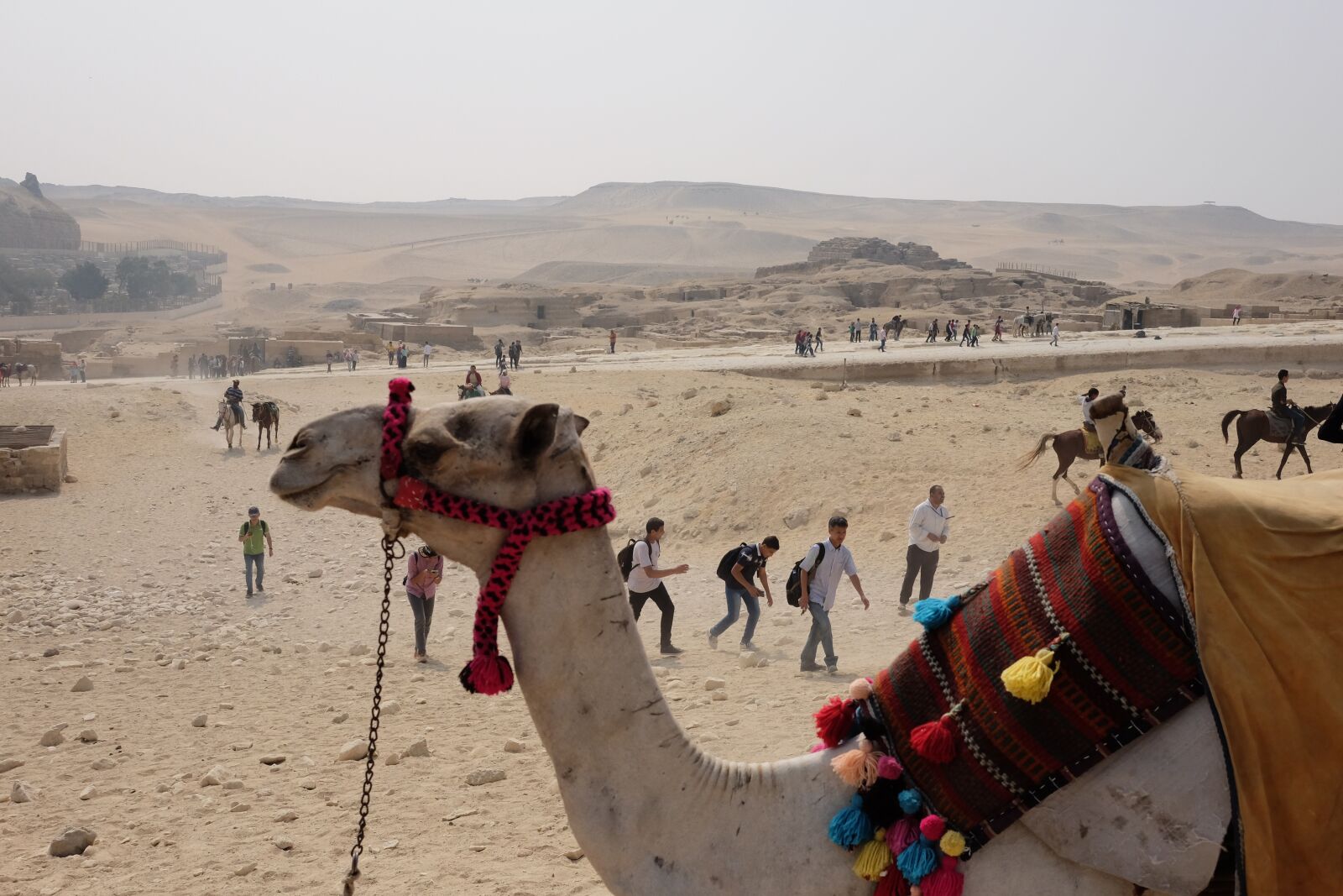 Fujifilm X-T1 sample photo. Camel, desert, egypt photography