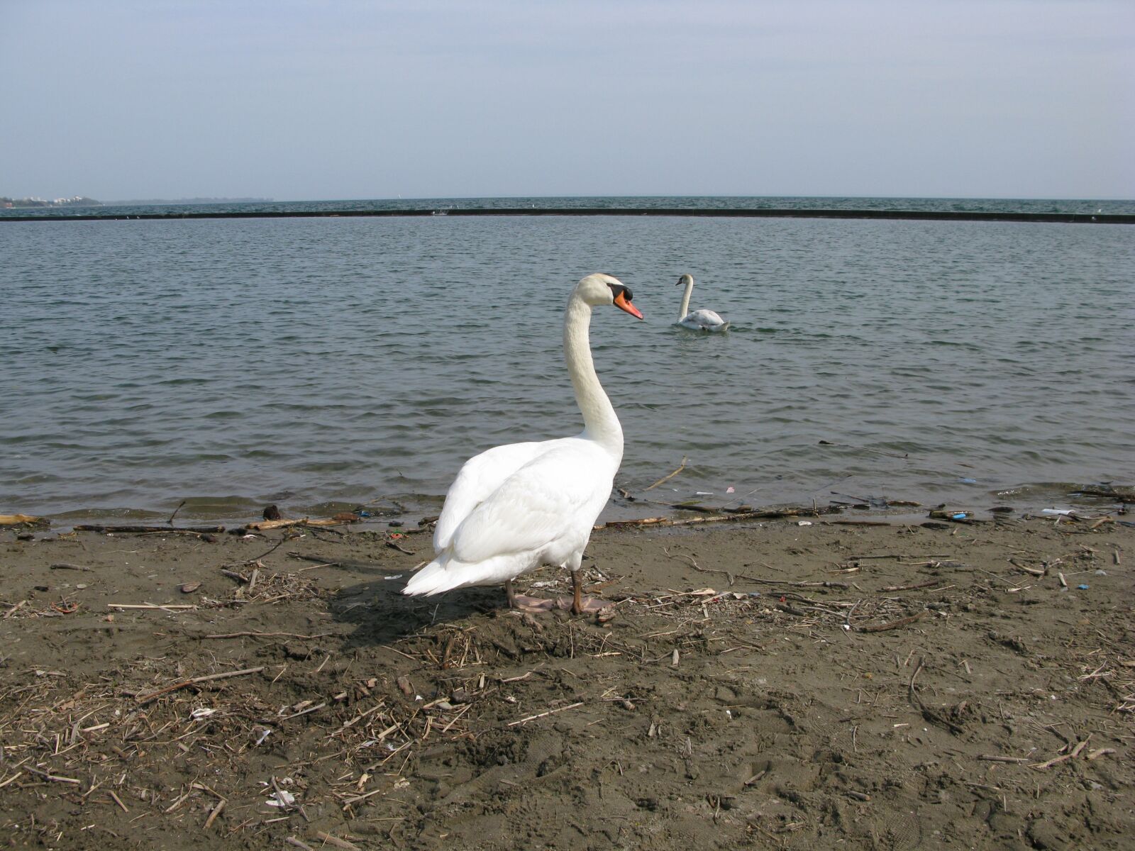 Canon POWERSHOT G9 sample photo. Bird, lake, water photography
