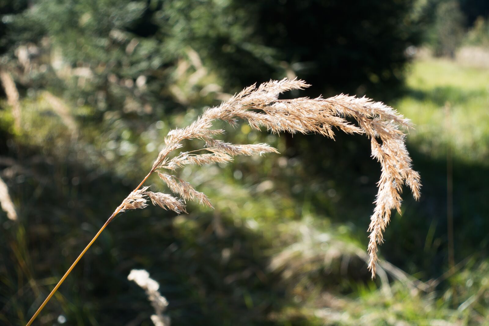 Sony Cyber-shot DSC-RX100 III sample photo. Grass, forest, bluegrass photography