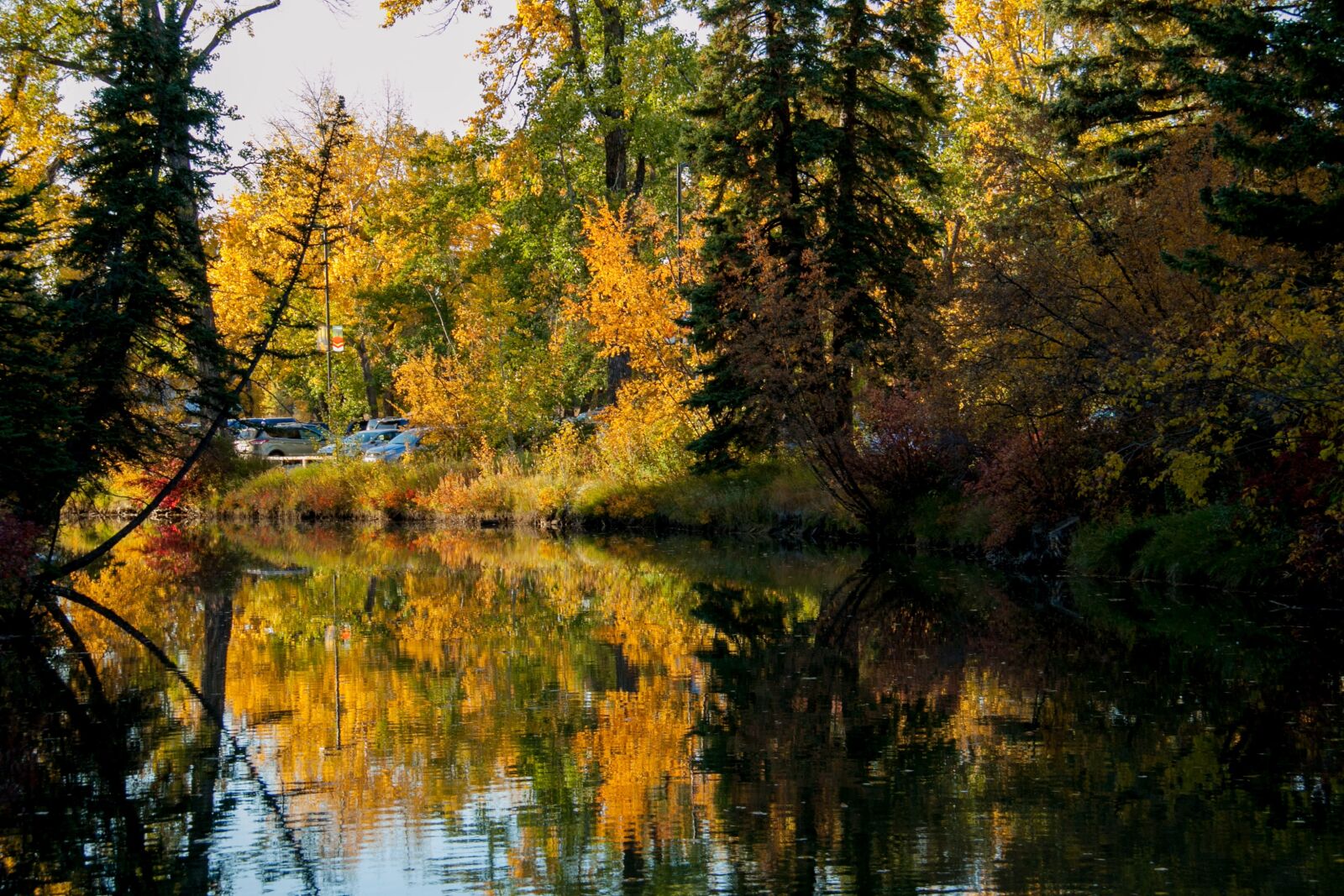 Canon EOS 50D sample photo. Tree, nature, fall photography