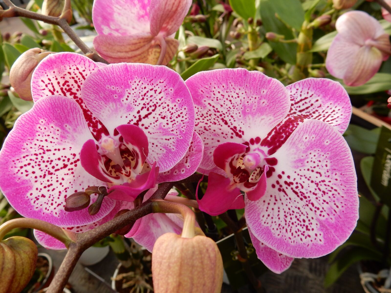 Nikon Coolpix S9900 sample photo. Orchid, pink, phalaenopsis photography