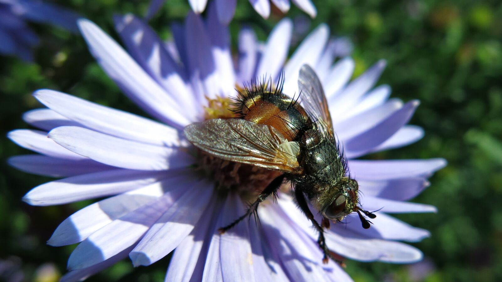 Canon PowerShot G15 sample photo. Hedgehog fly, nature, insect photography
