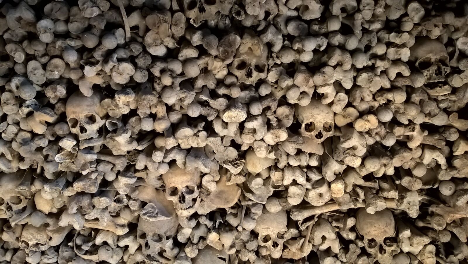 Microsoft Lumia 640 LTE sample photo. Bones, skeleton, skull photography