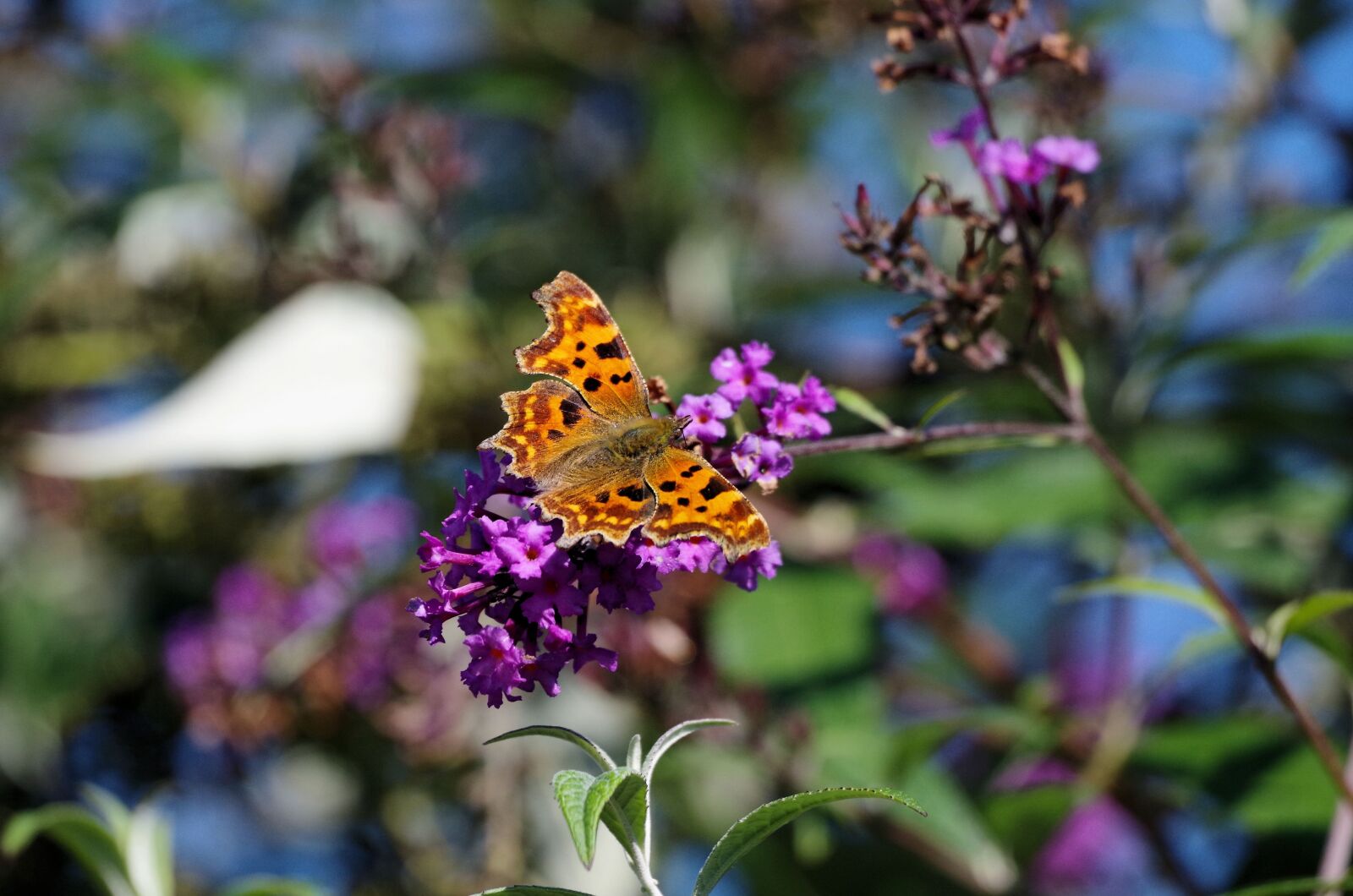Pentax K-50 sample photo. Butterfly, summer lilac, nature photography