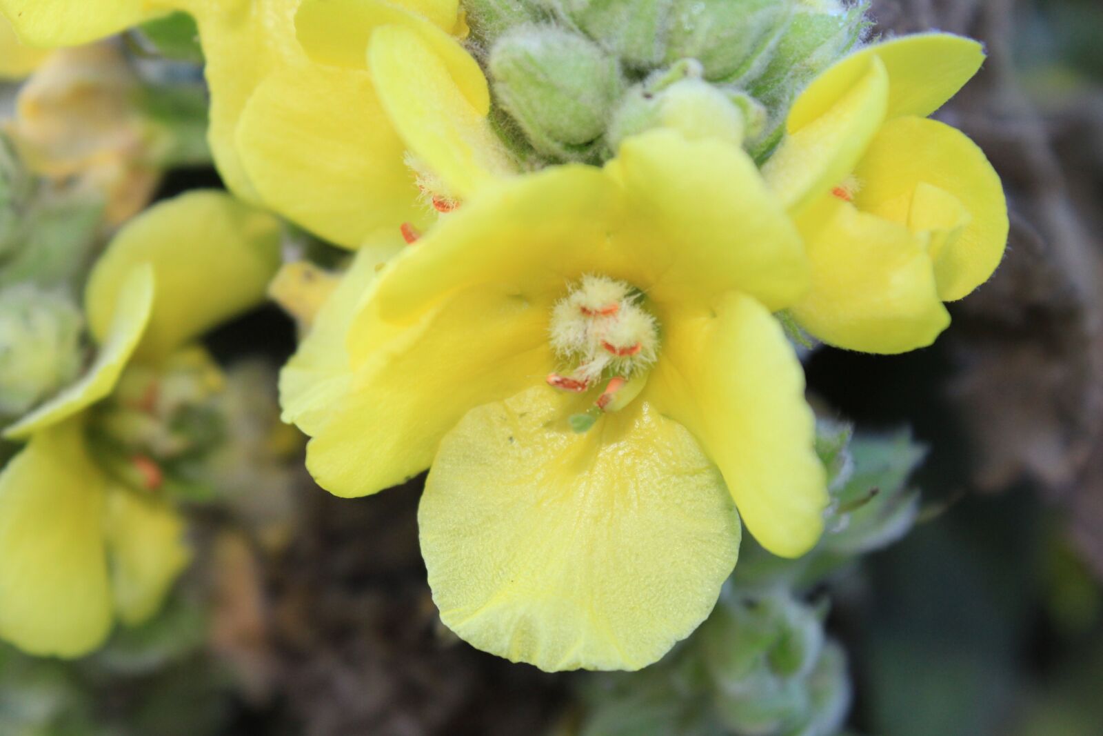 Canon EF-S 18-55mm F3.5-5.6 III sample photo. Mullein, blossom, bloom photography