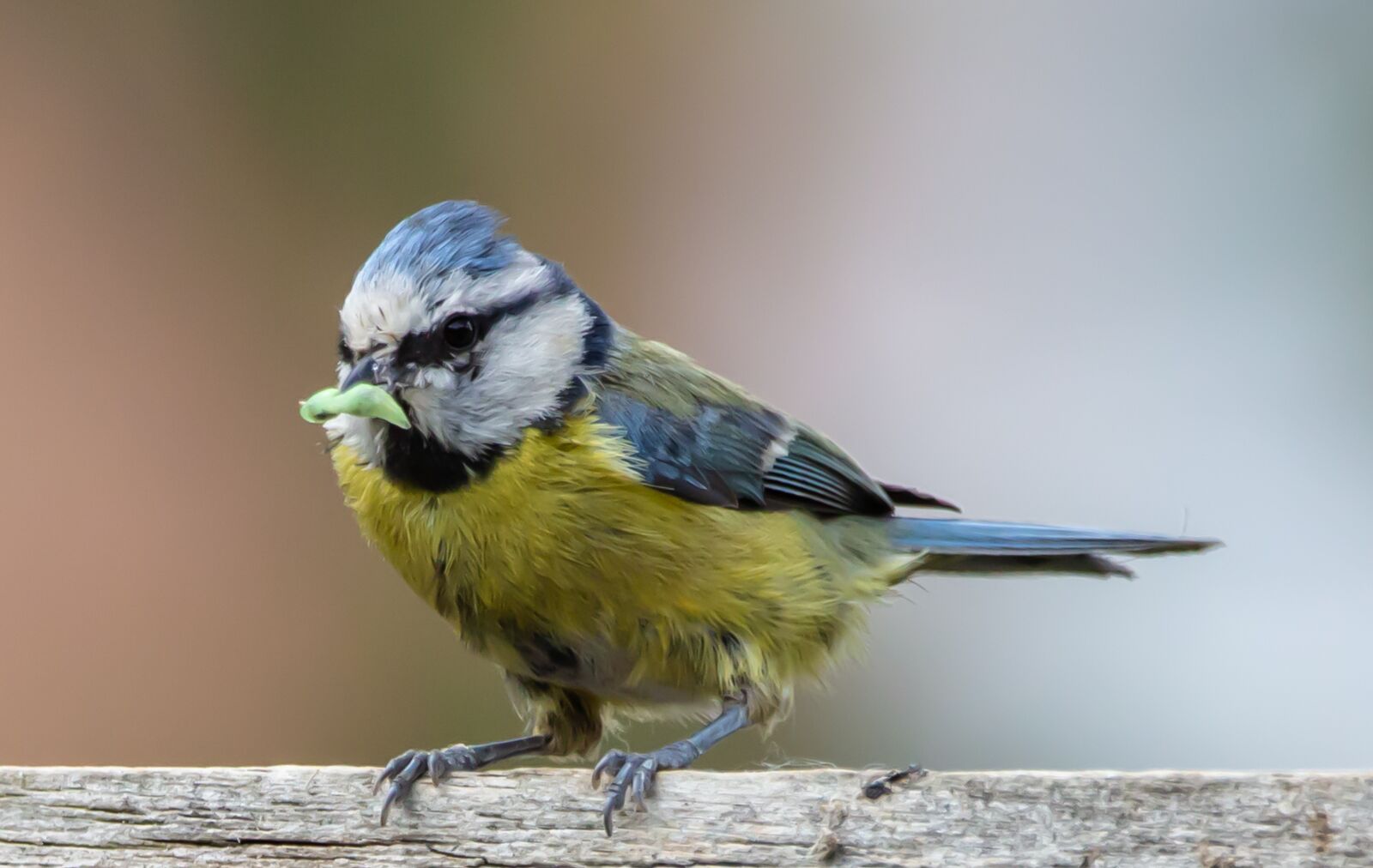 150-600mm F5-6.3 DG OS HSM | Contemporary 015 sample photo. Bluetit on a fence photography