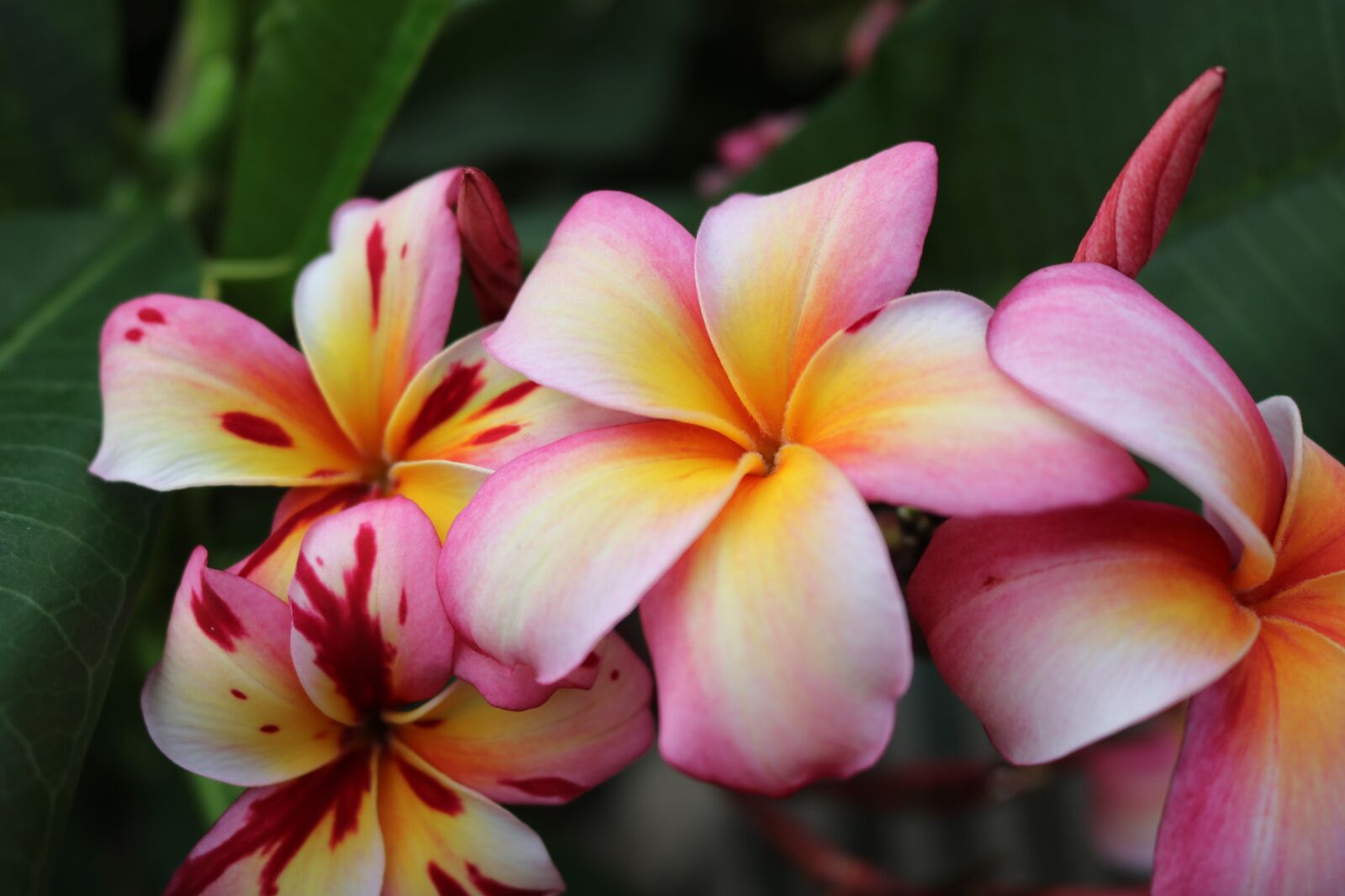 Canon EOS 750D (EOS Rebel T6i / EOS Kiss X8i) sample photo. Flower, nature, flora photography