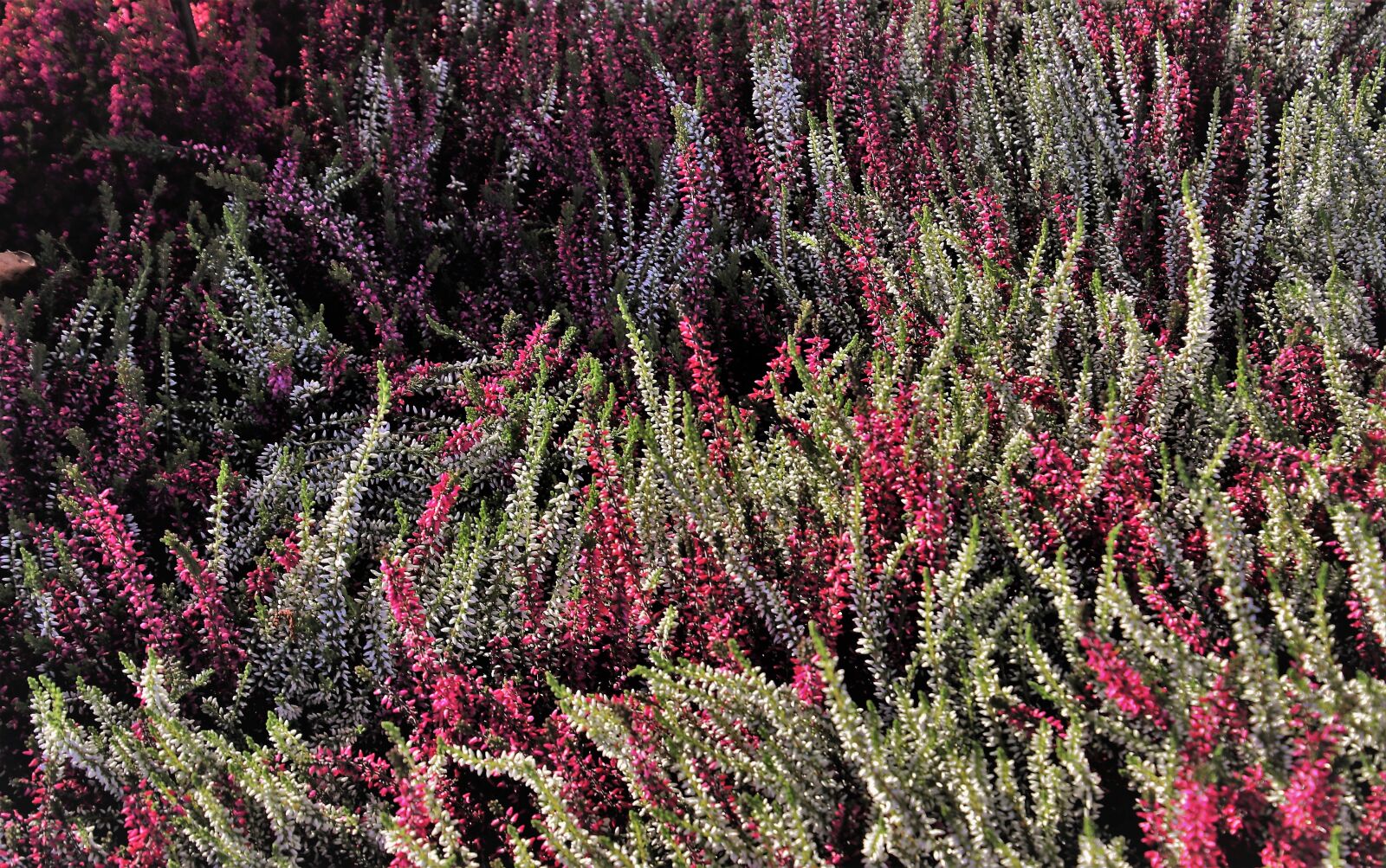 Canon EOS 80D sample photo. Heathers, autumn, colorful photography