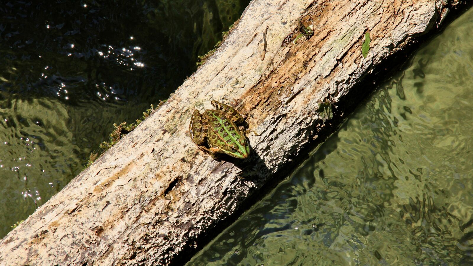 Canon EOS 60D sample photo. Frog, nature, green photography
