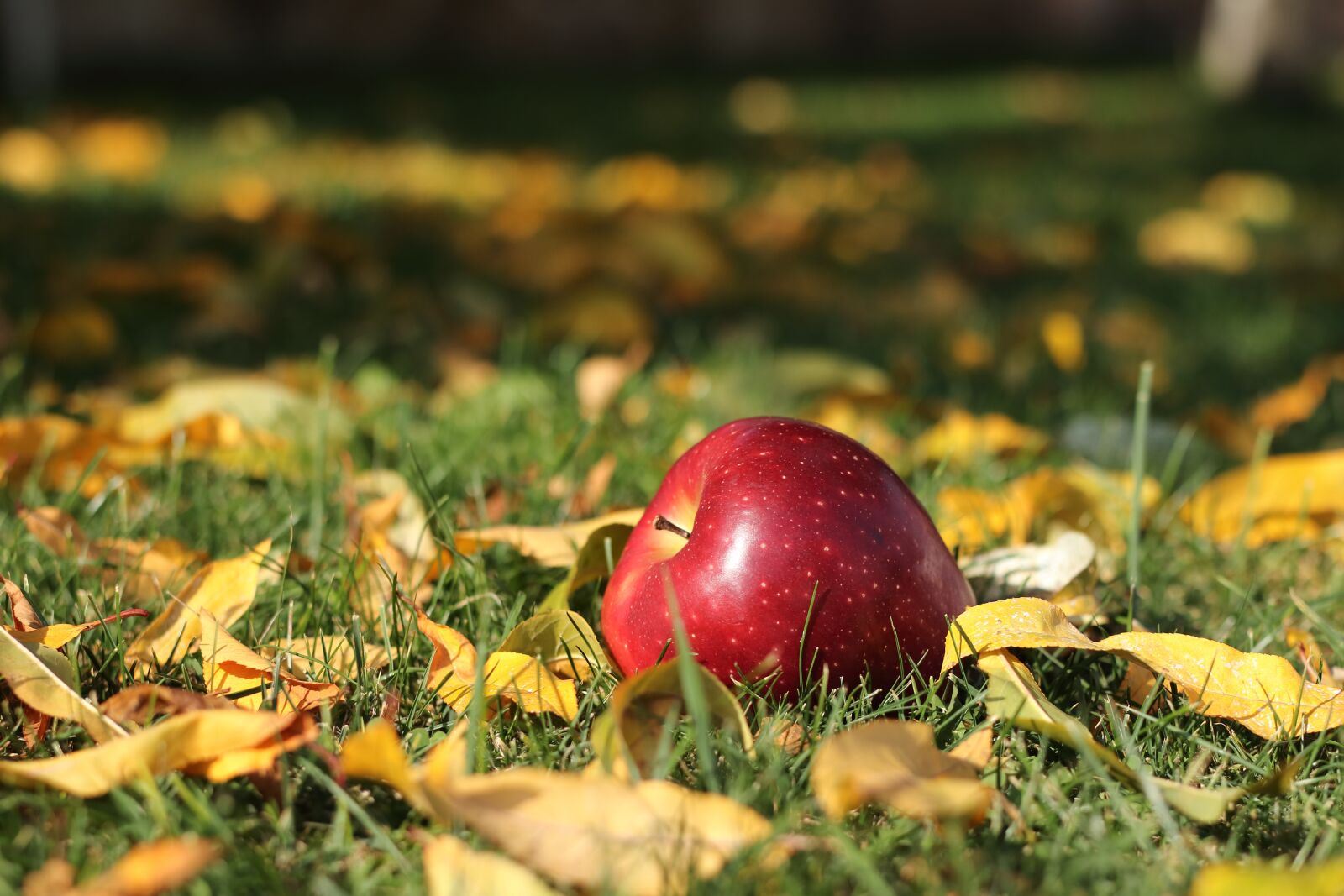 Canon EOS 77D (EOS 9000D / EOS 770D) sample photo. Autumn, apple, leaf photography