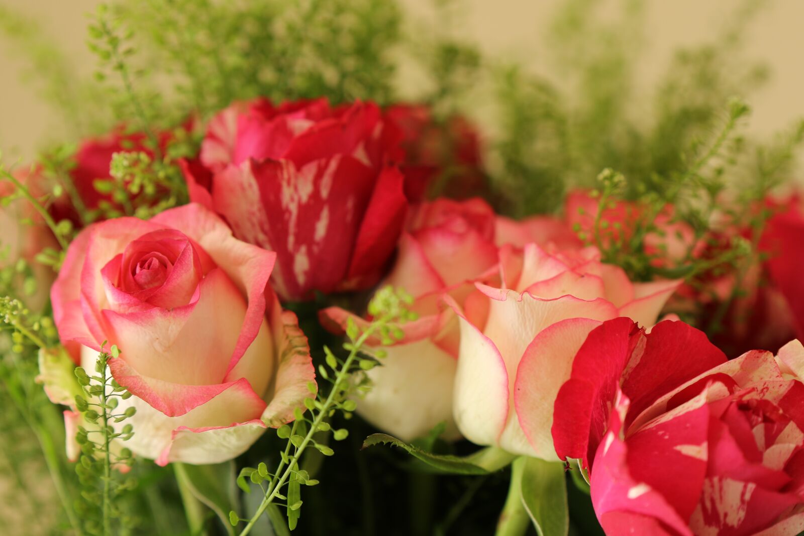 Canon EOS 7D Mark II sample photo. Roses, pink, red photography