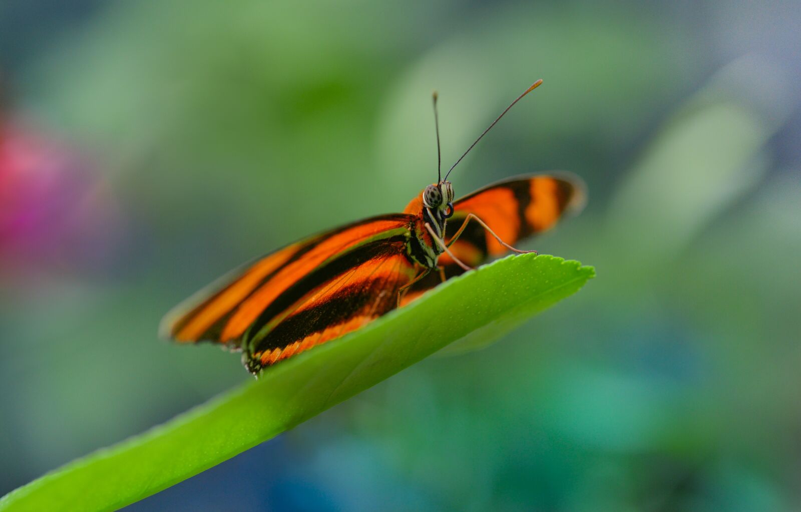 Nikon D610 sample photo. Butterfly, orange, leaf photography