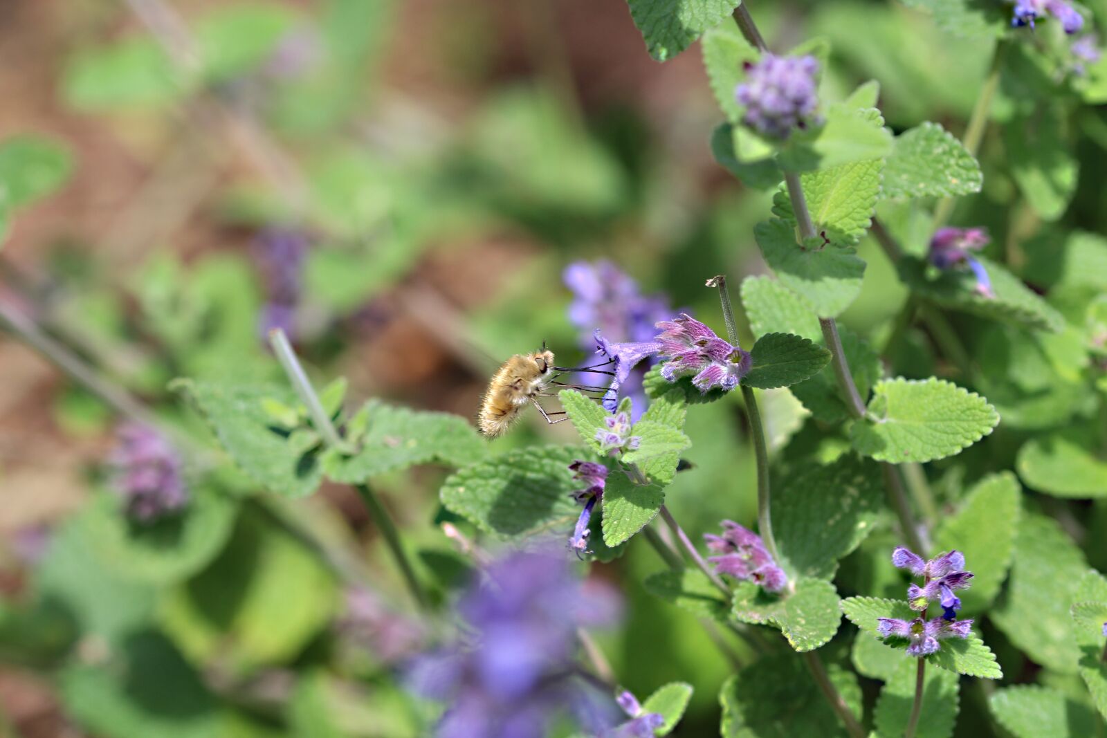 Canon EOS 700D (EOS Rebel T5i / EOS Kiss X7i) sample photo. Insect, nectar, blossom photography