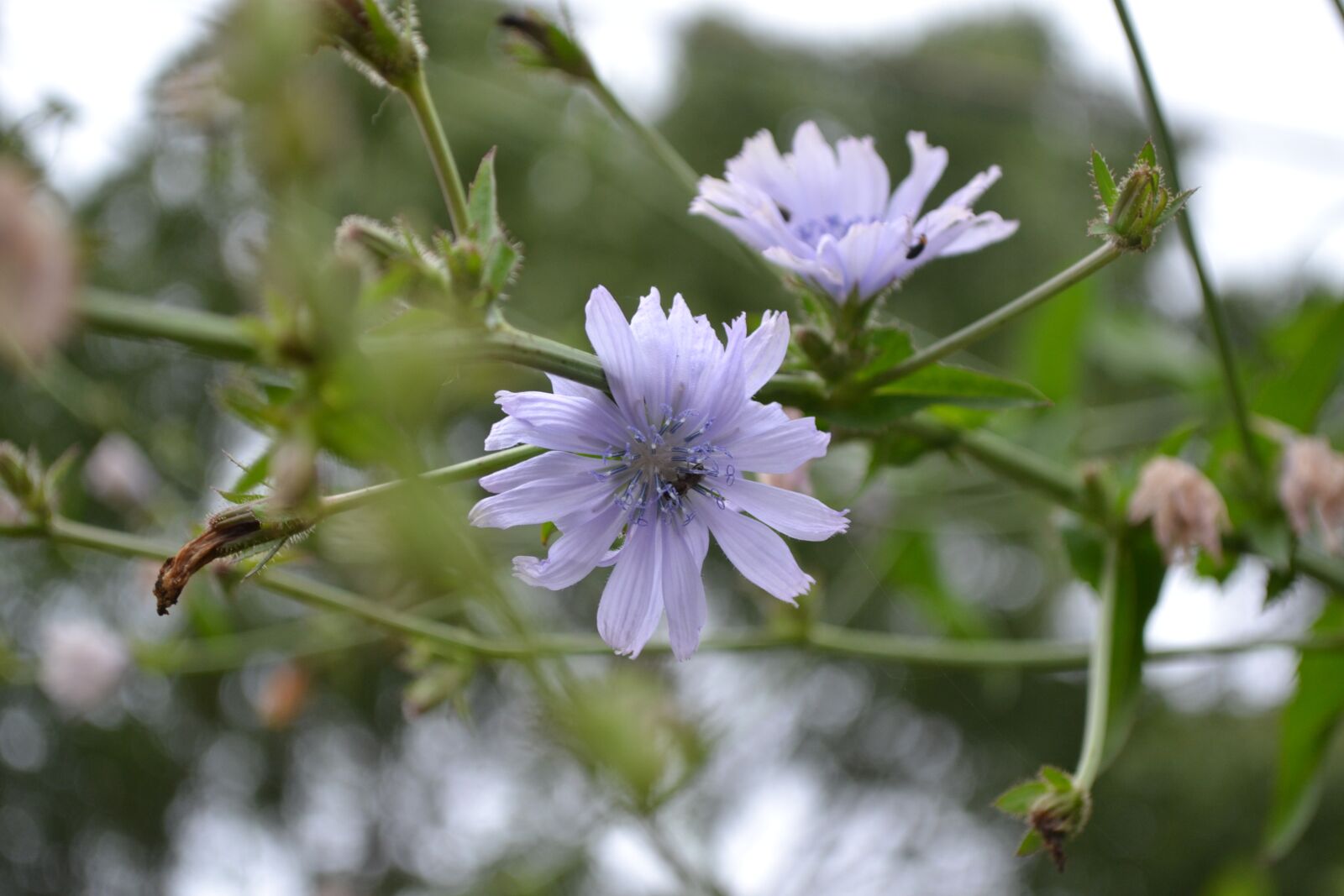 Nikon D3100 sample photo. Nature, plant, flower photography