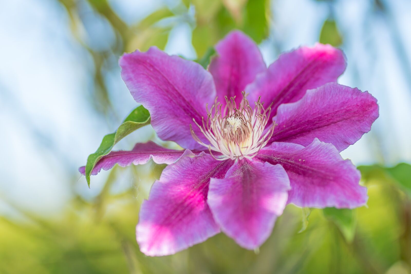 Sony FE 85mm F1.8 sample photo. Clematis, climber plant, blossom photography